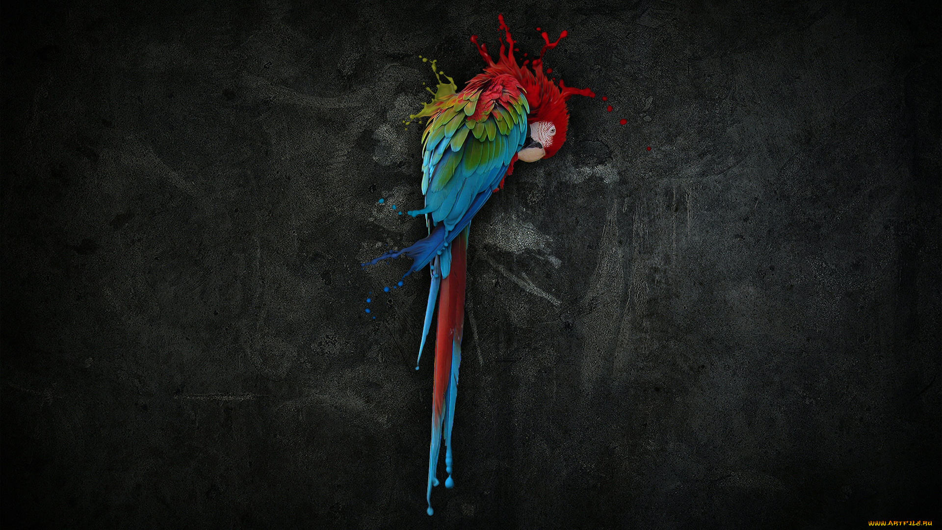 разное, компьютерный, дизайн, стена, попугай