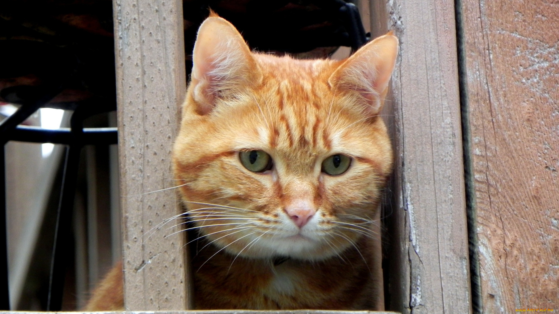 животные, коты, рыжий, окно