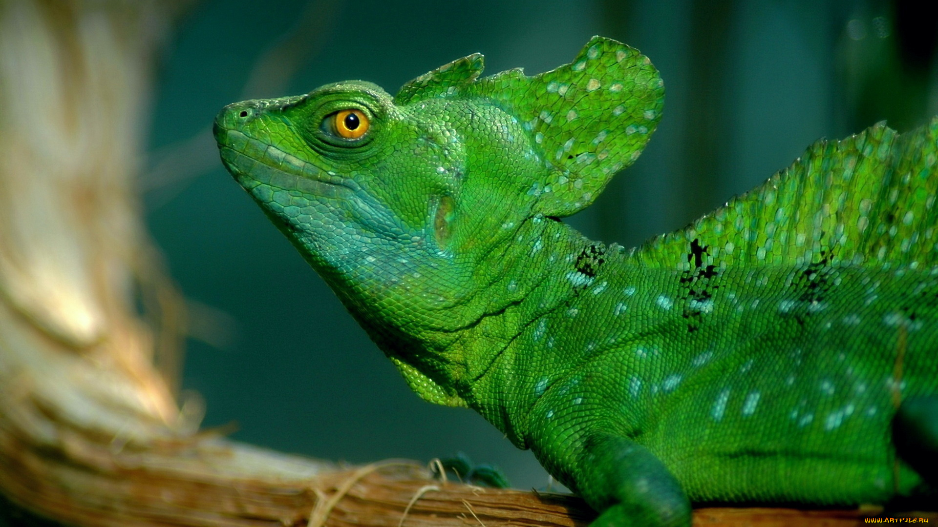 животные, Ящерицы, игуаны, вараны, дракончик