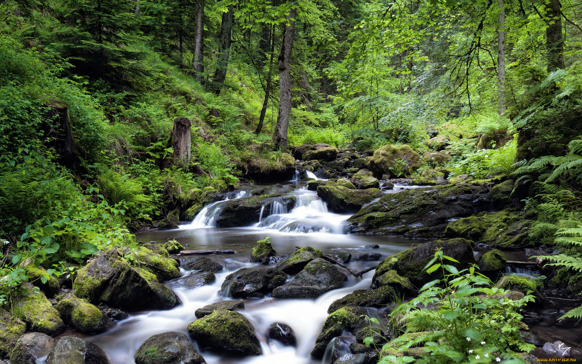 природа, реки, озера, лес, камни, река