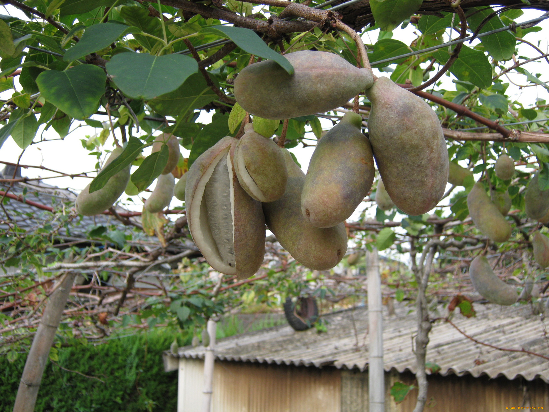 природа, плоды, листья