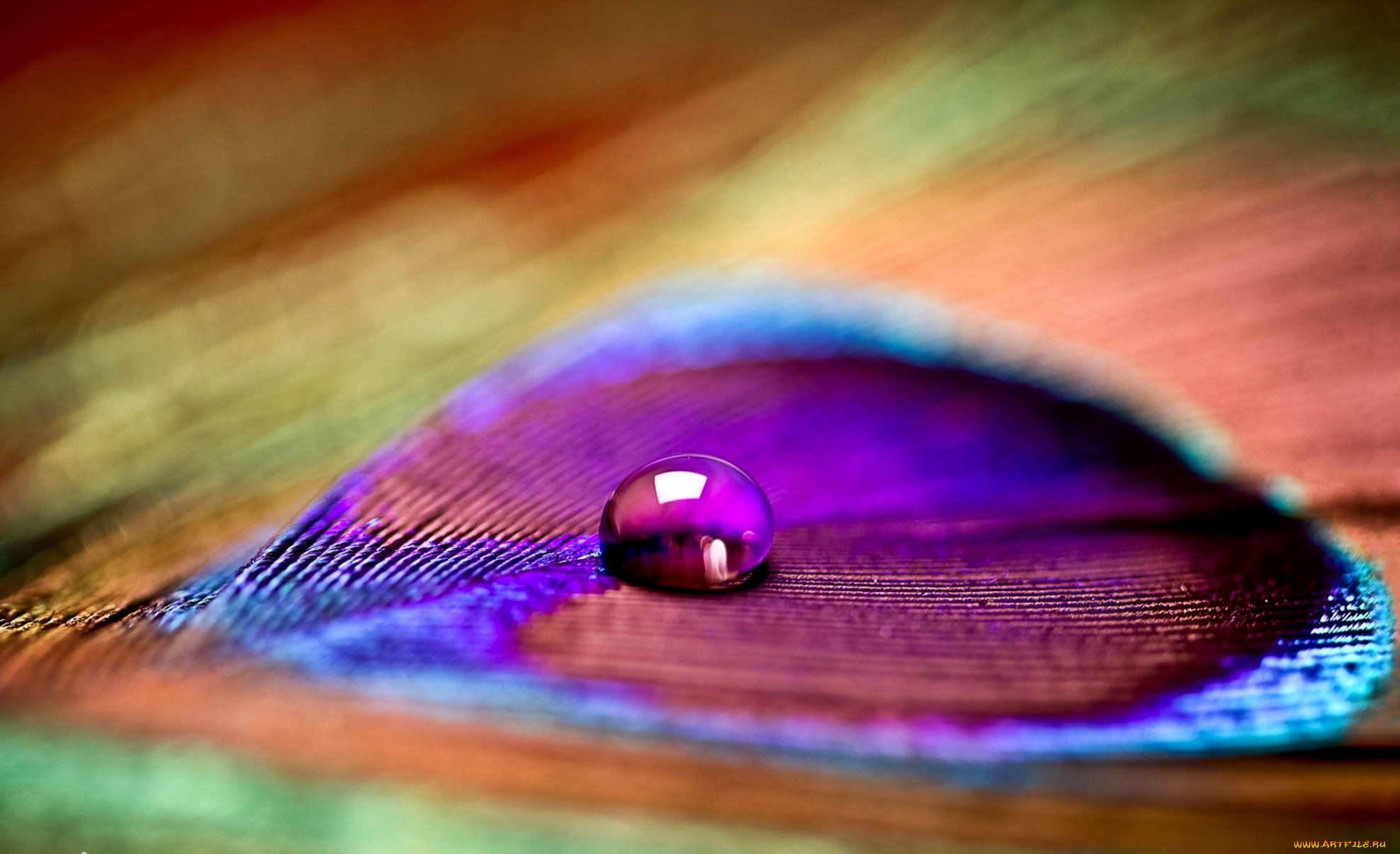 разное, капли, брызги, всплески, капля, перо