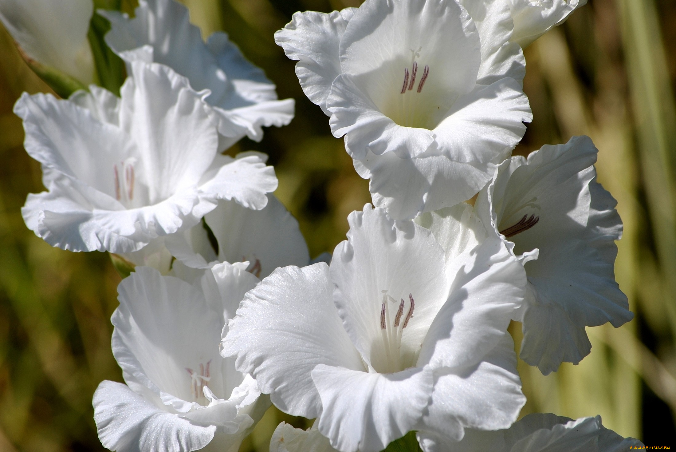 цветы, гладиолусы, белый