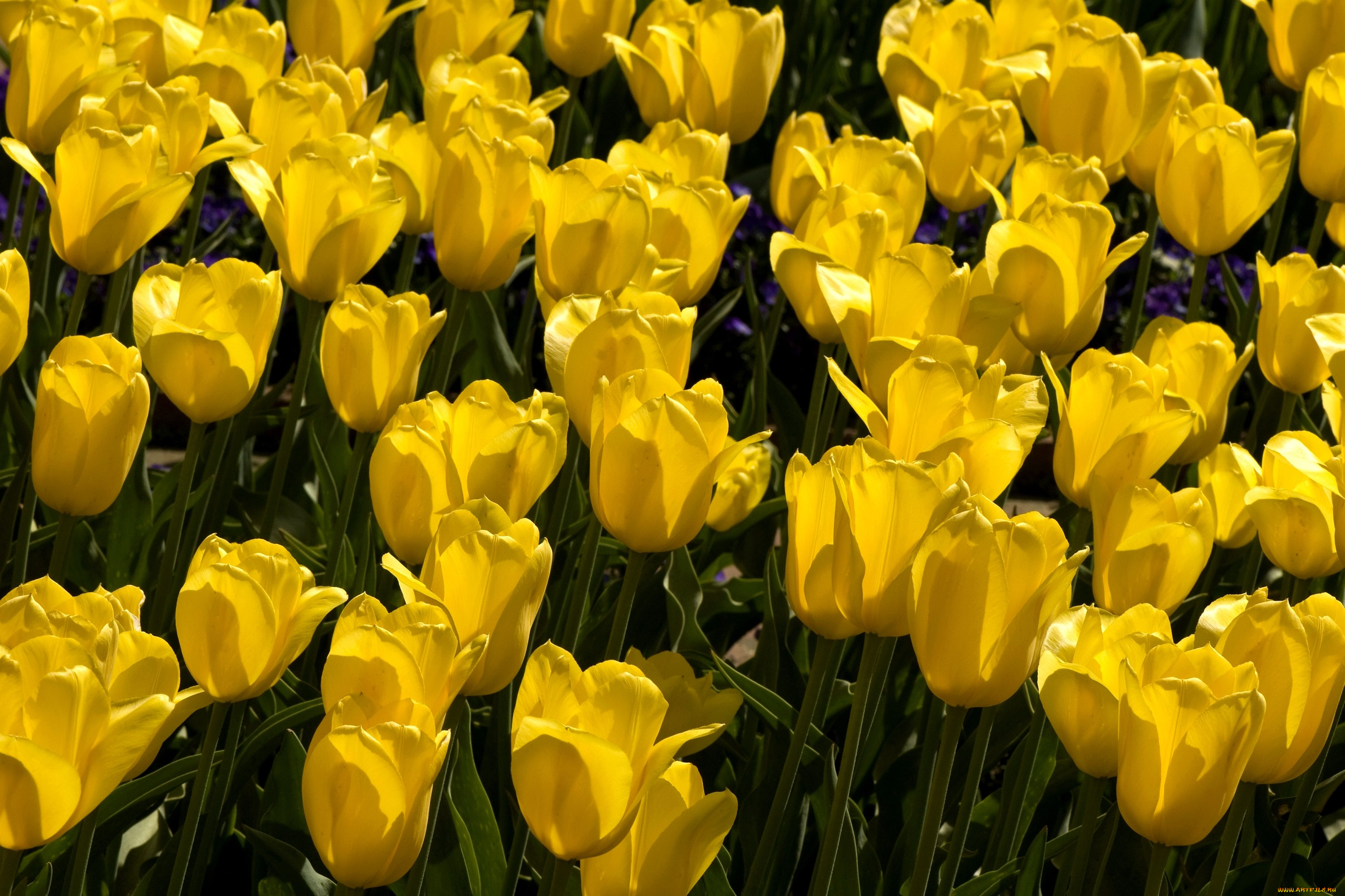цветы, тюльпаны, много, желтый