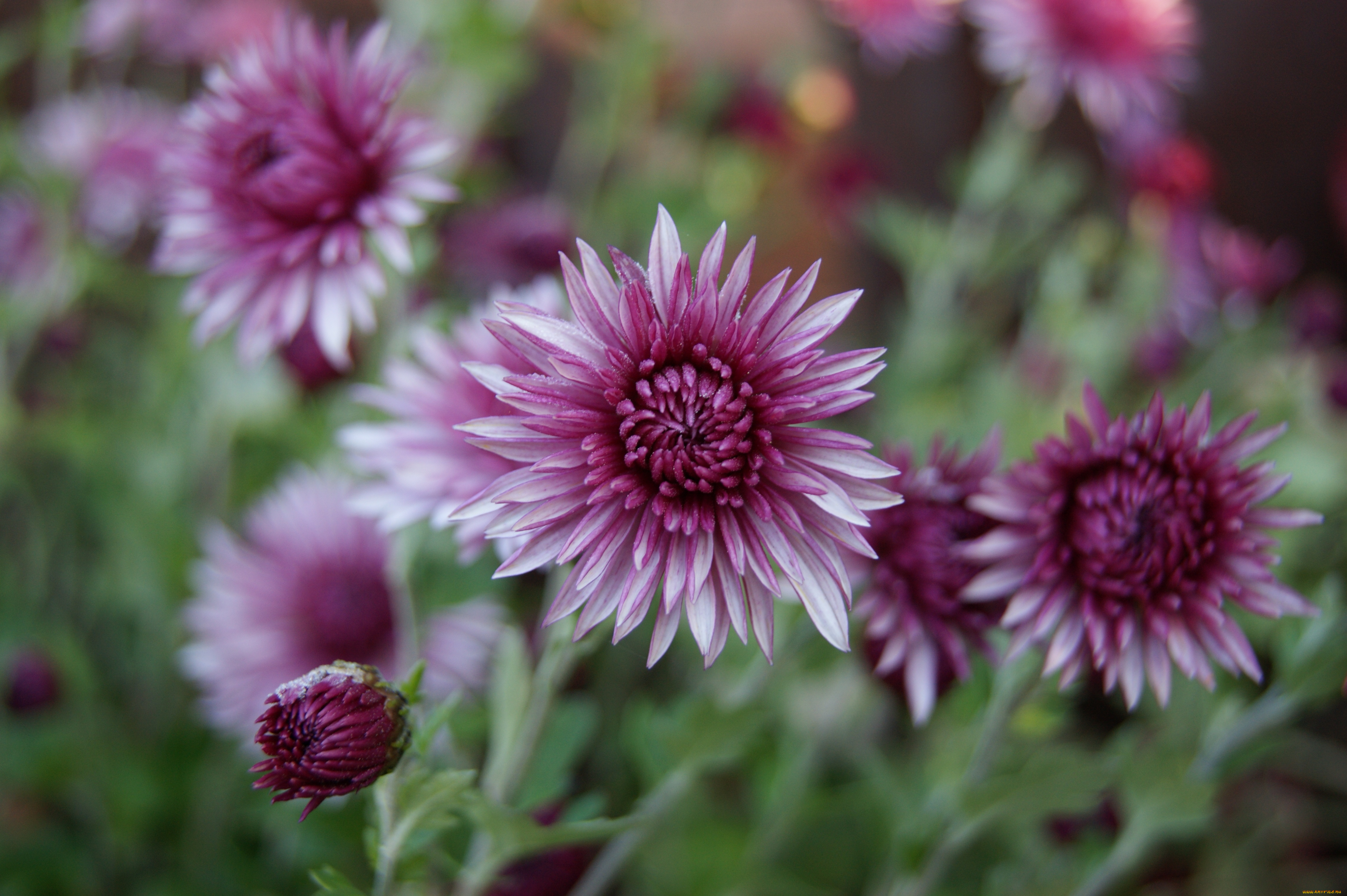 цветы, хризантемы