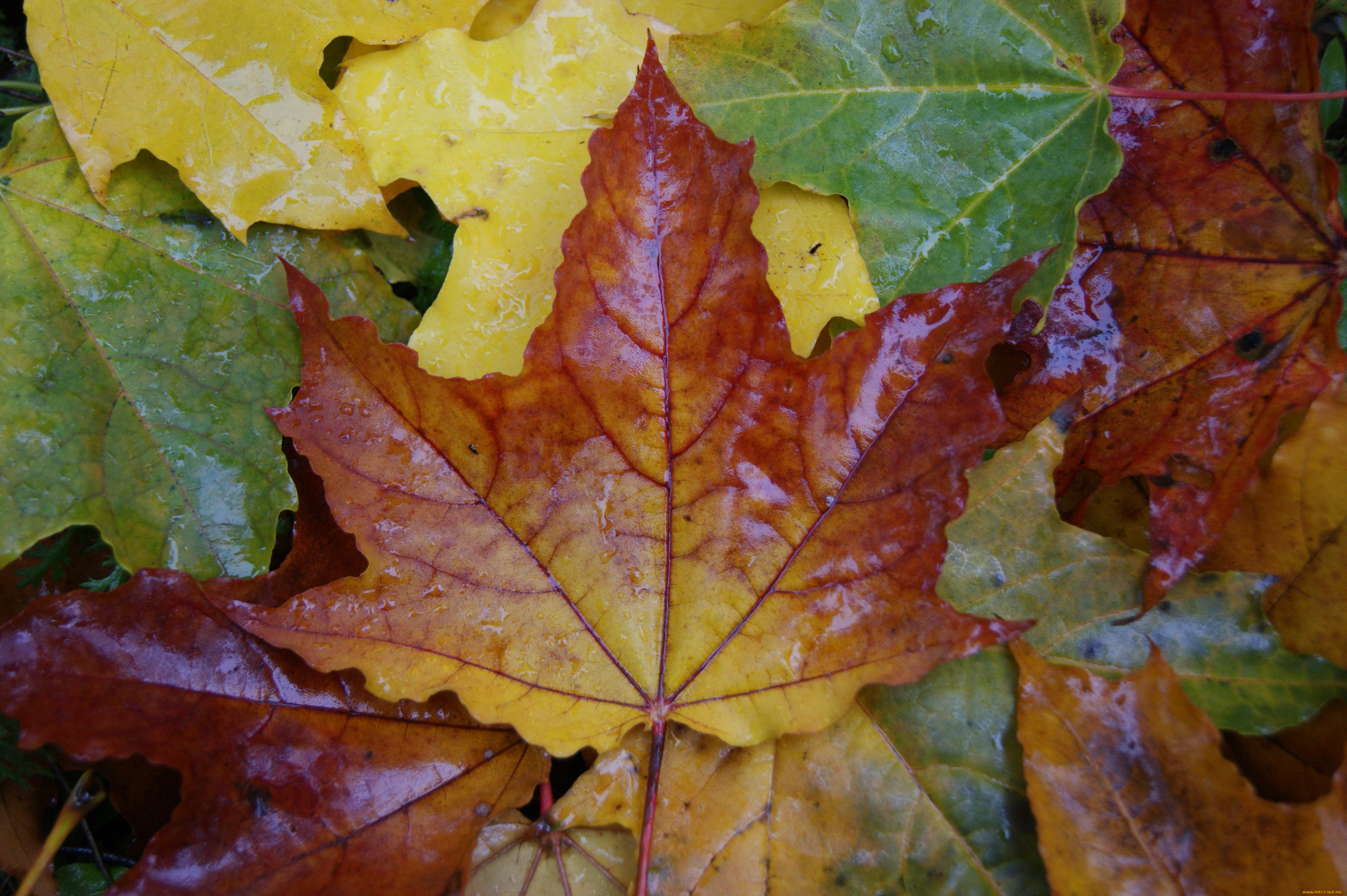 природа, листья