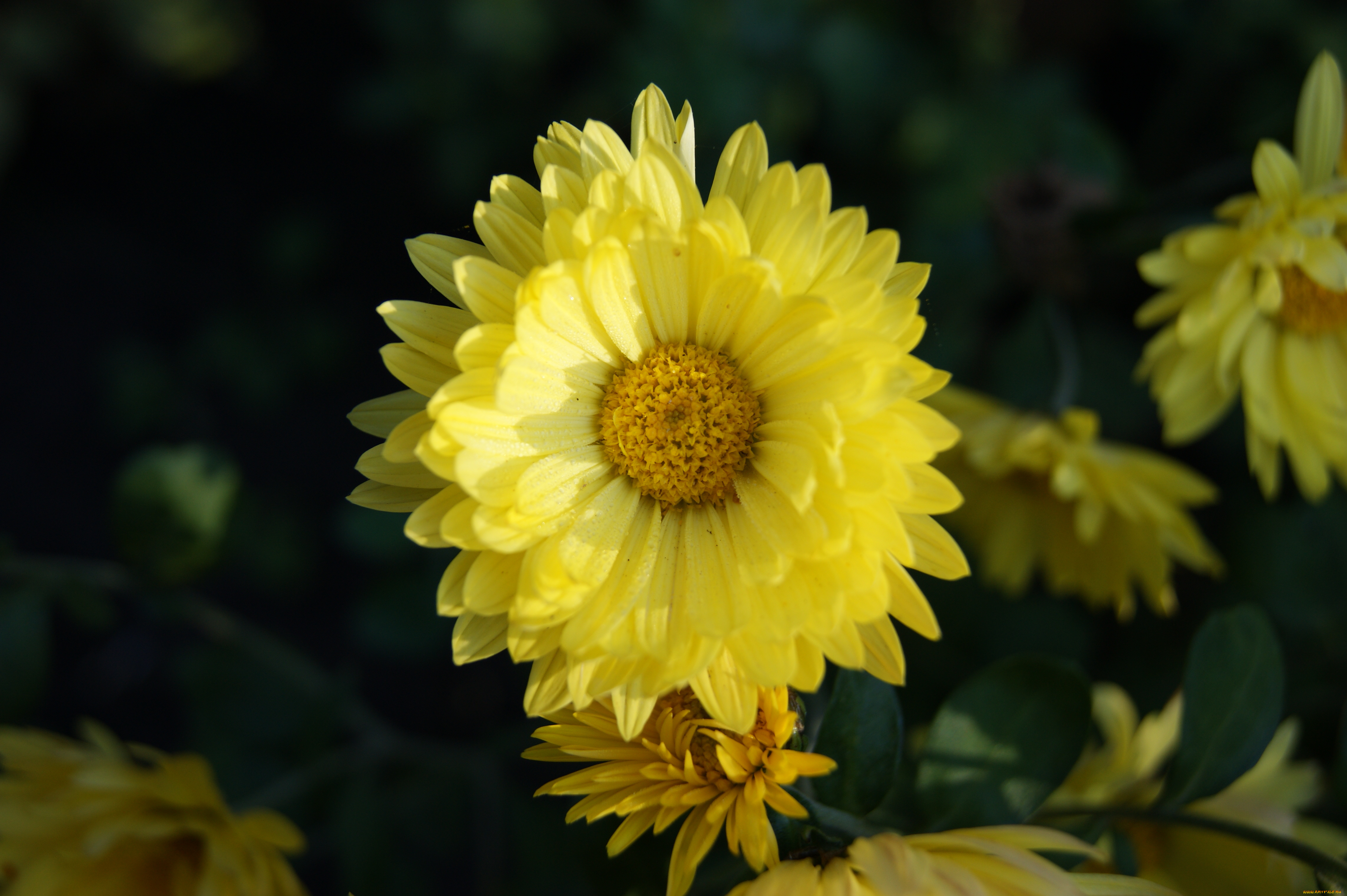 цветы, хризантемы