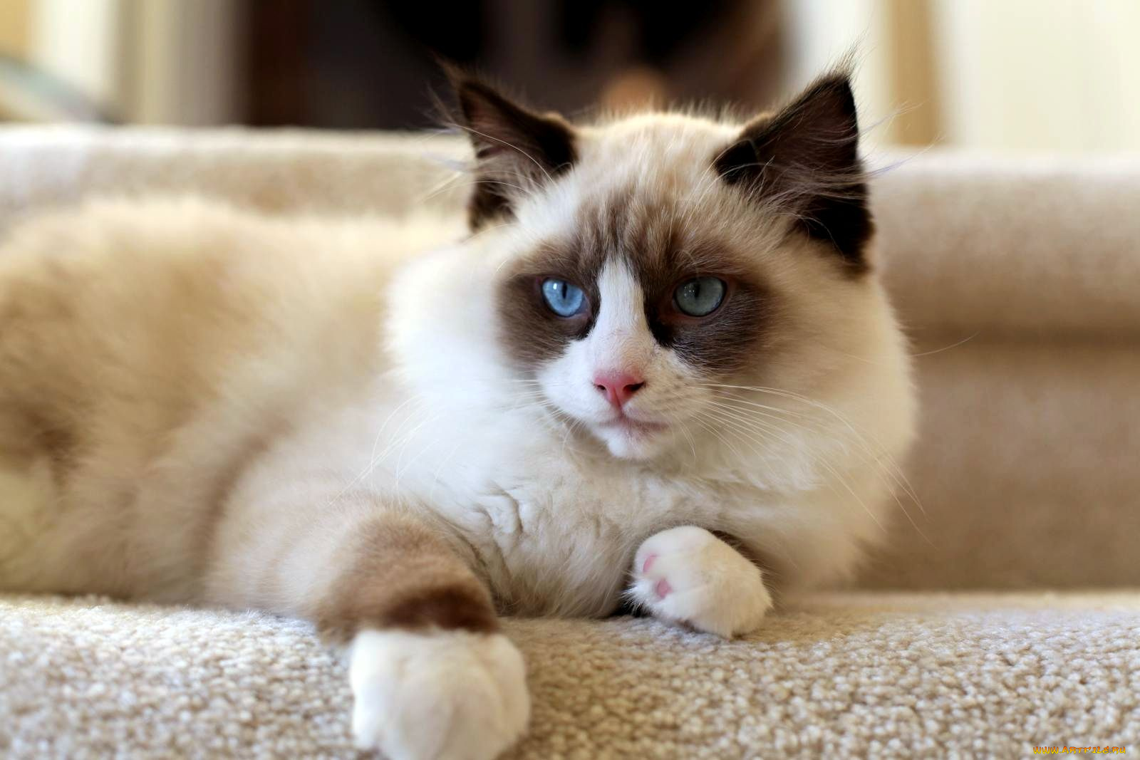 животные, коты, взгляд