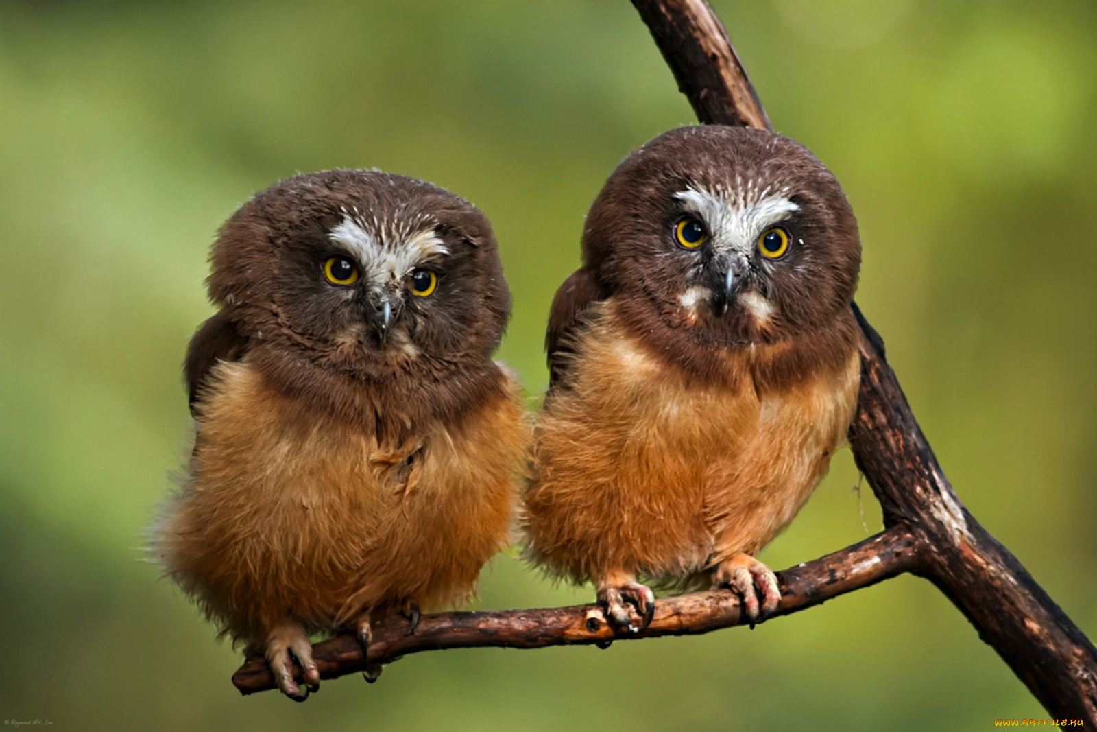 животные, совы, забавные