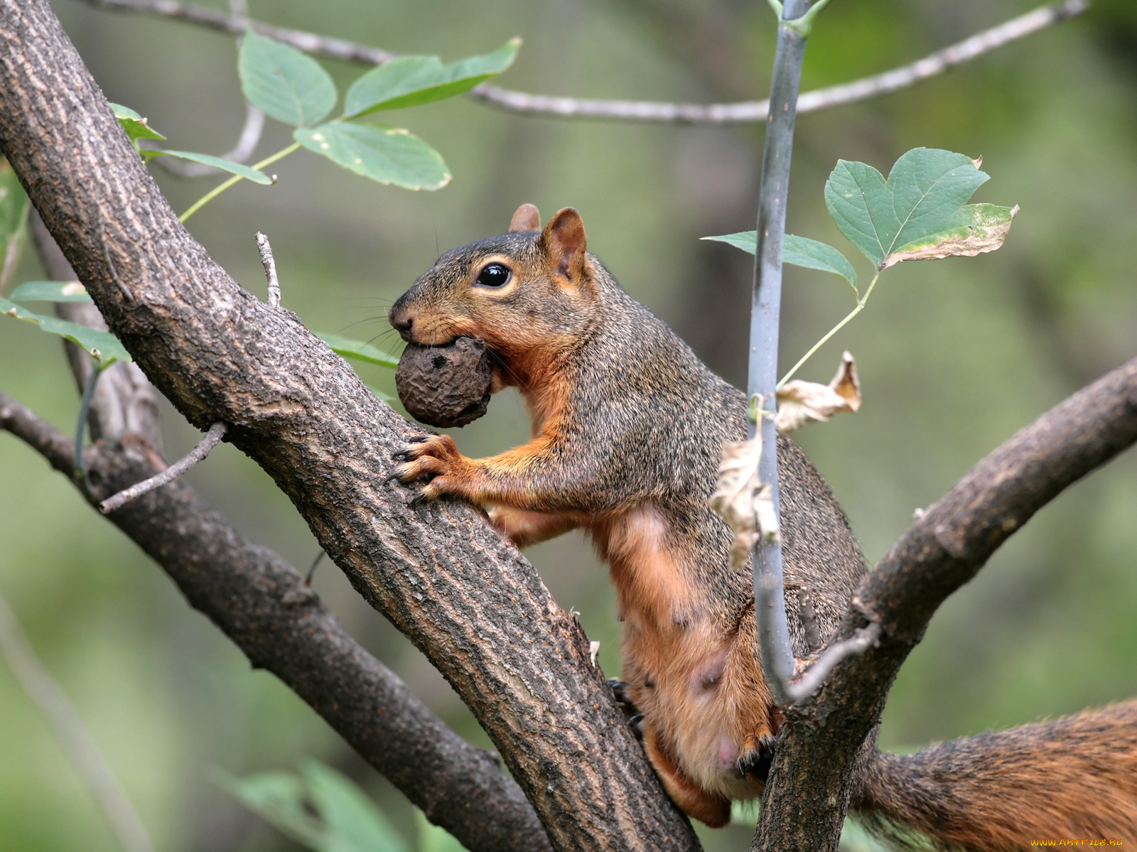 животные, белки, белка, дерево