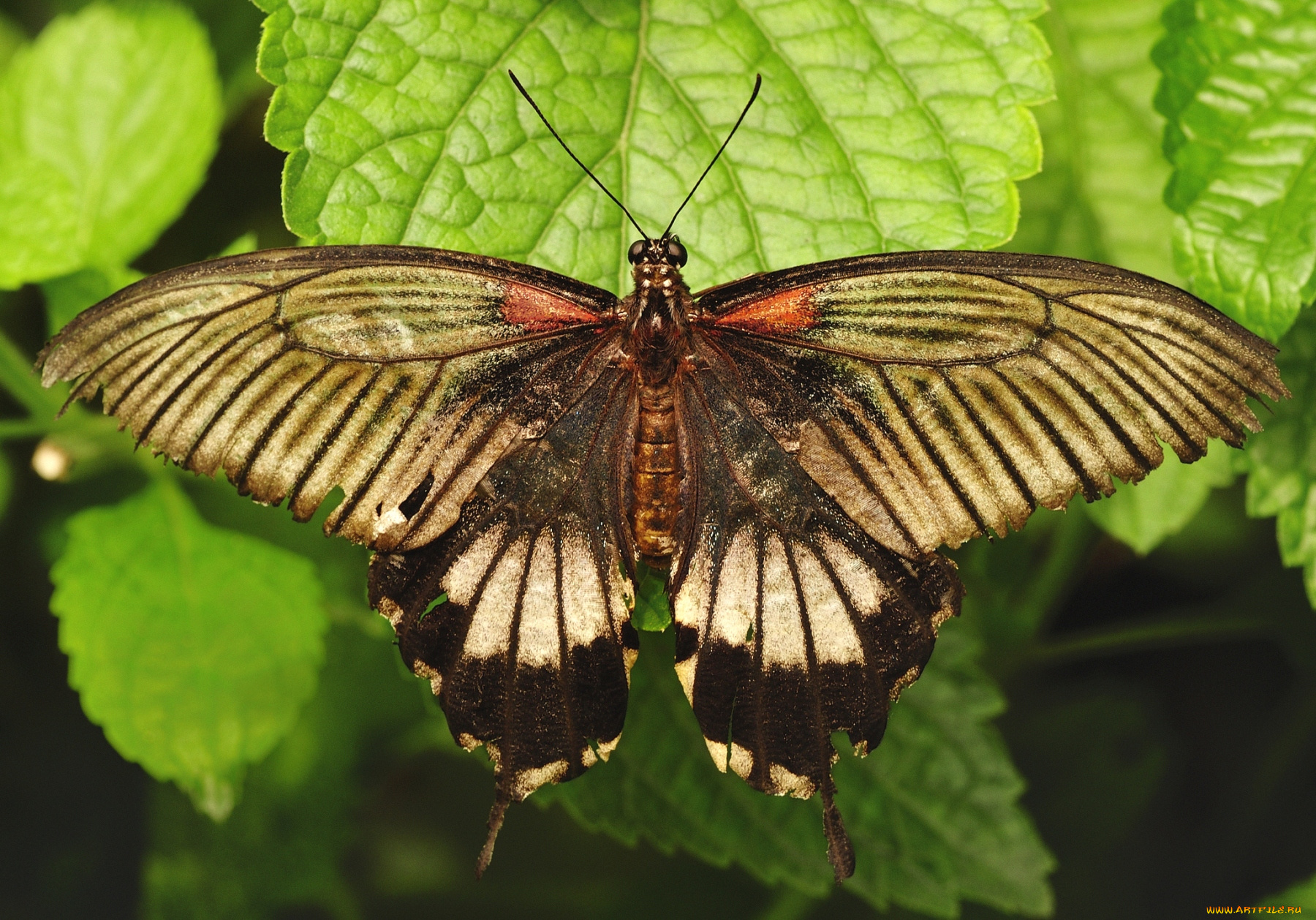животные, бабочки, крылья