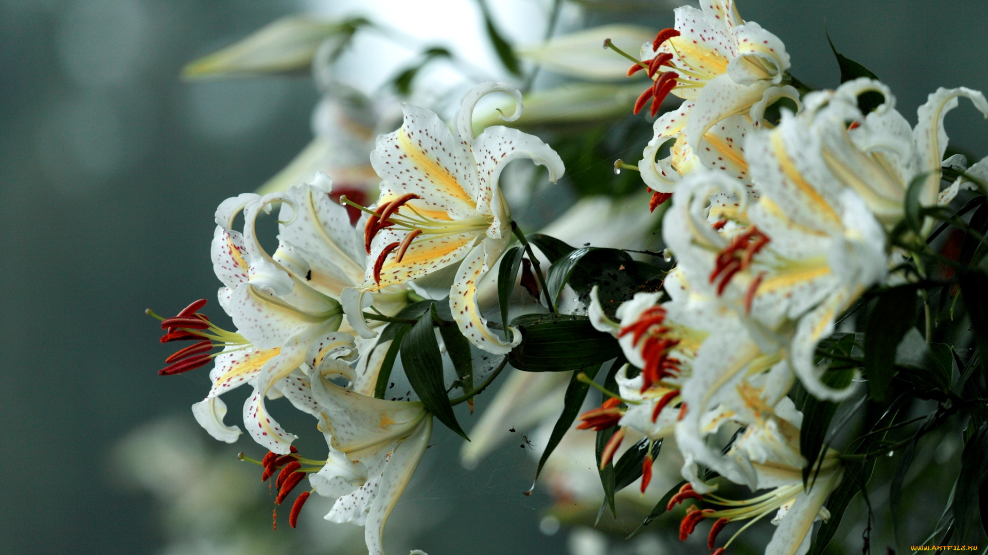 цветы, лилии, лилейники, белый