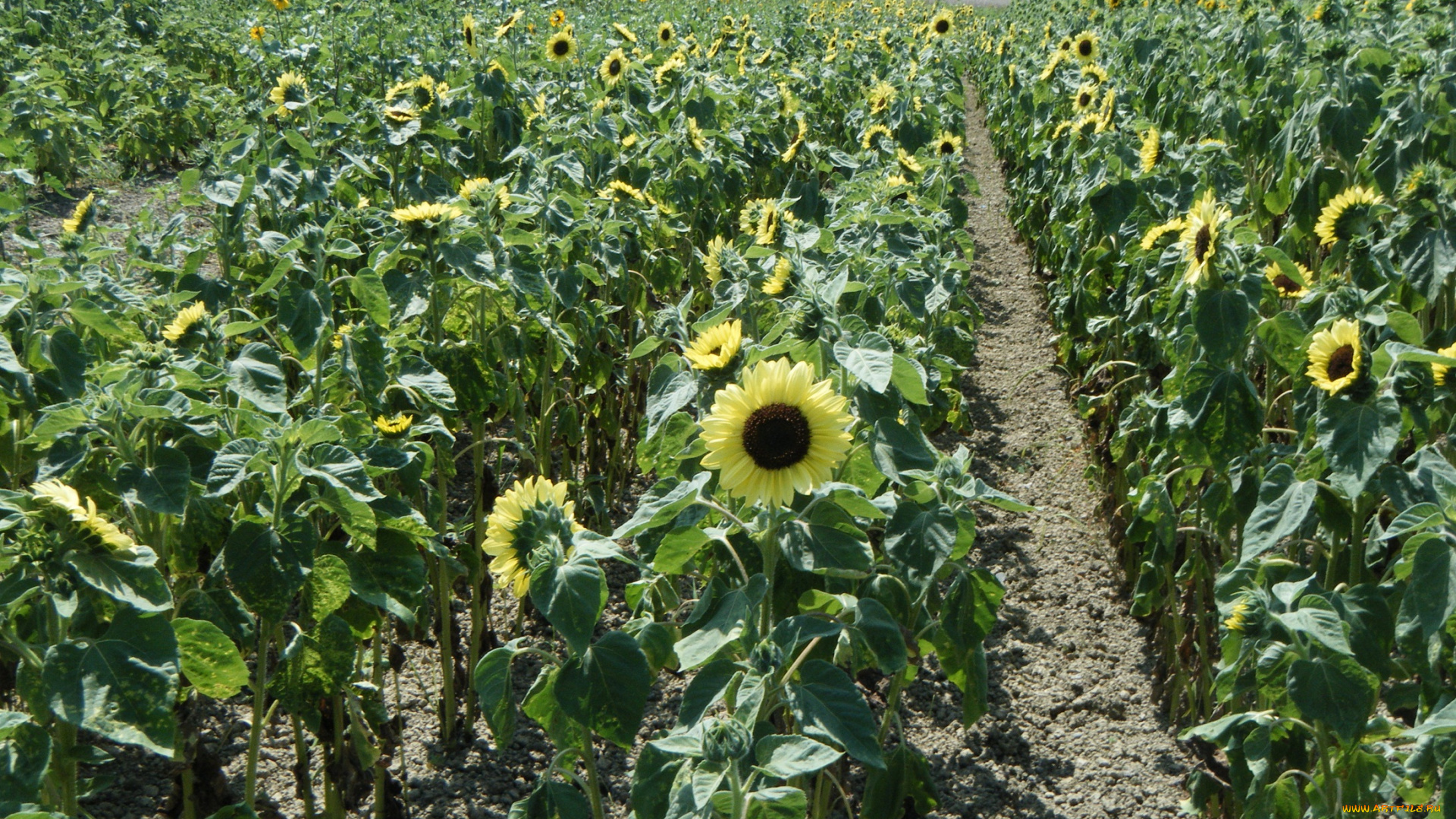 цветы, подсолнухи