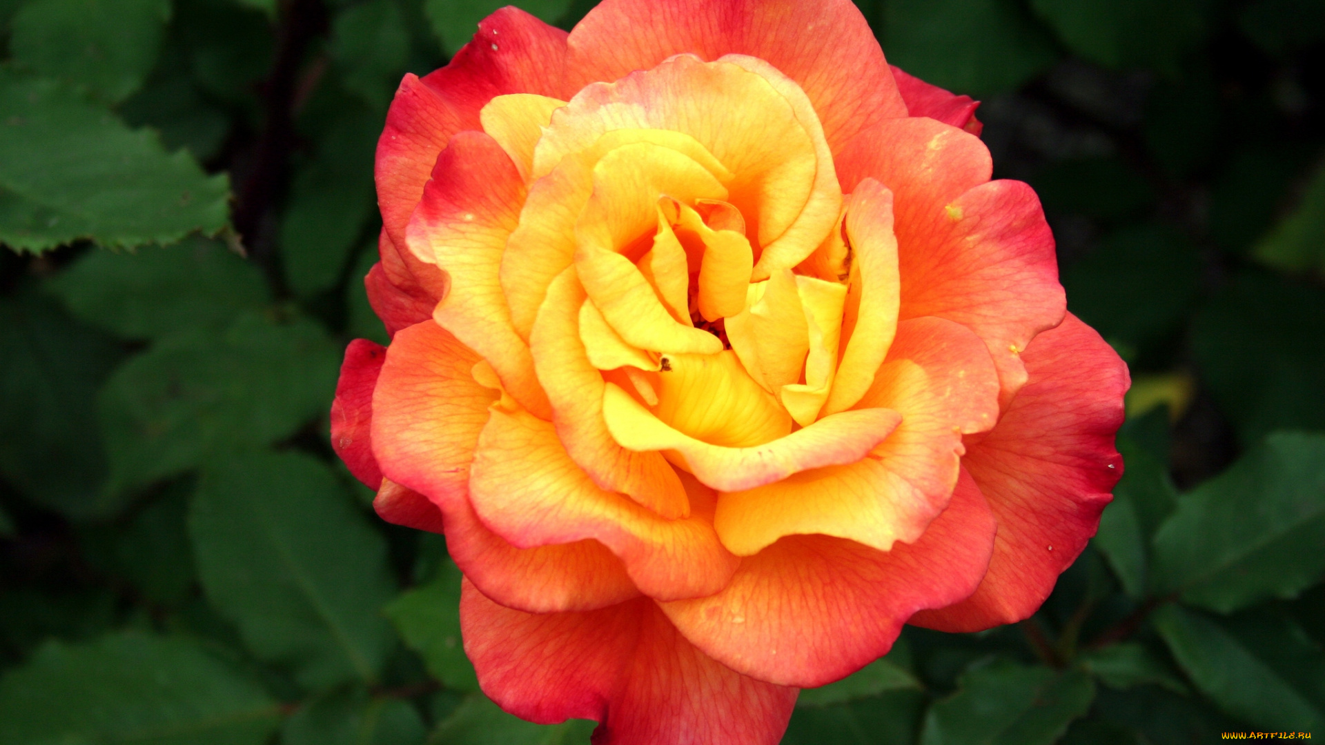 цветы, розы, оранжевый