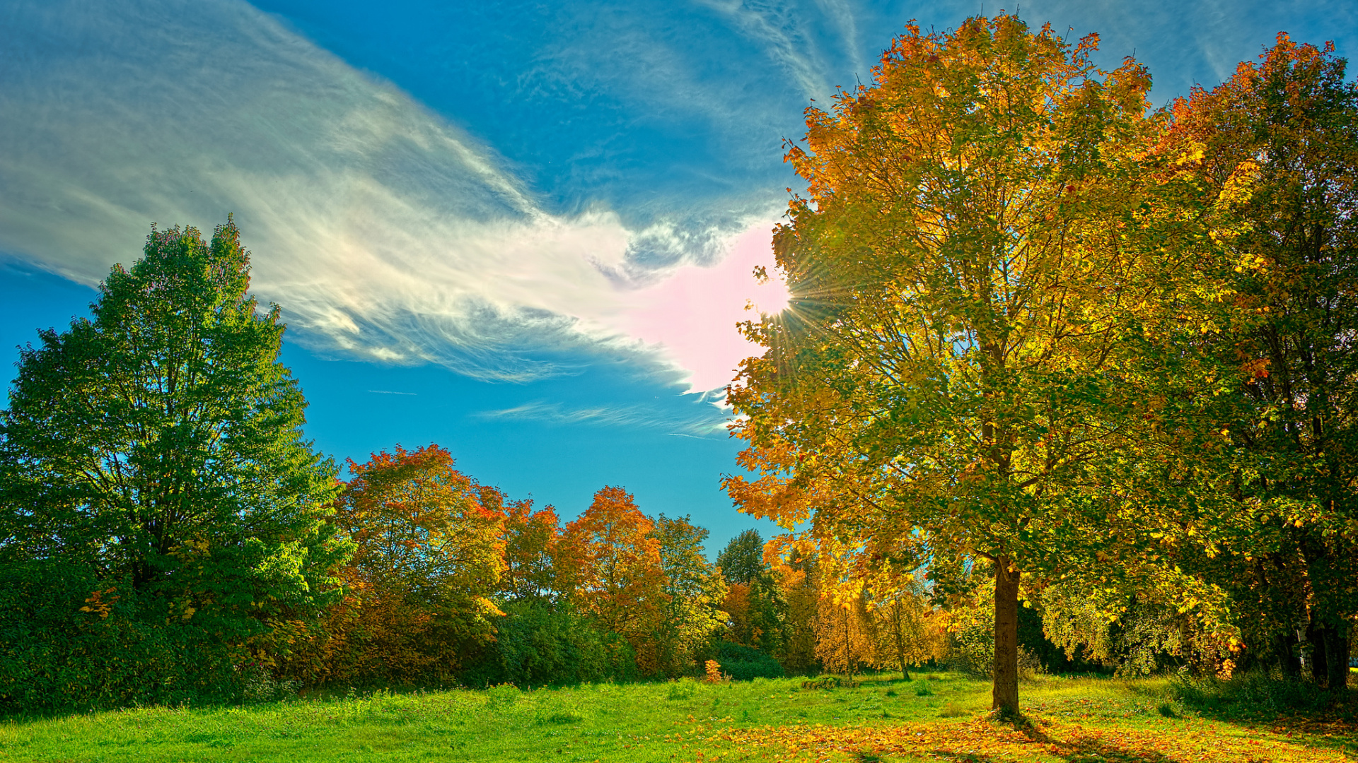 природа, деревья, hdr, осень