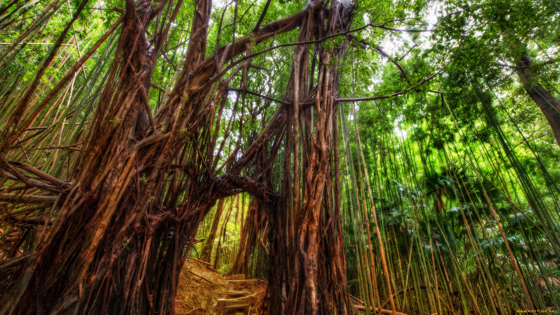 природа, лес, гавайи, гонолулу, бамбук