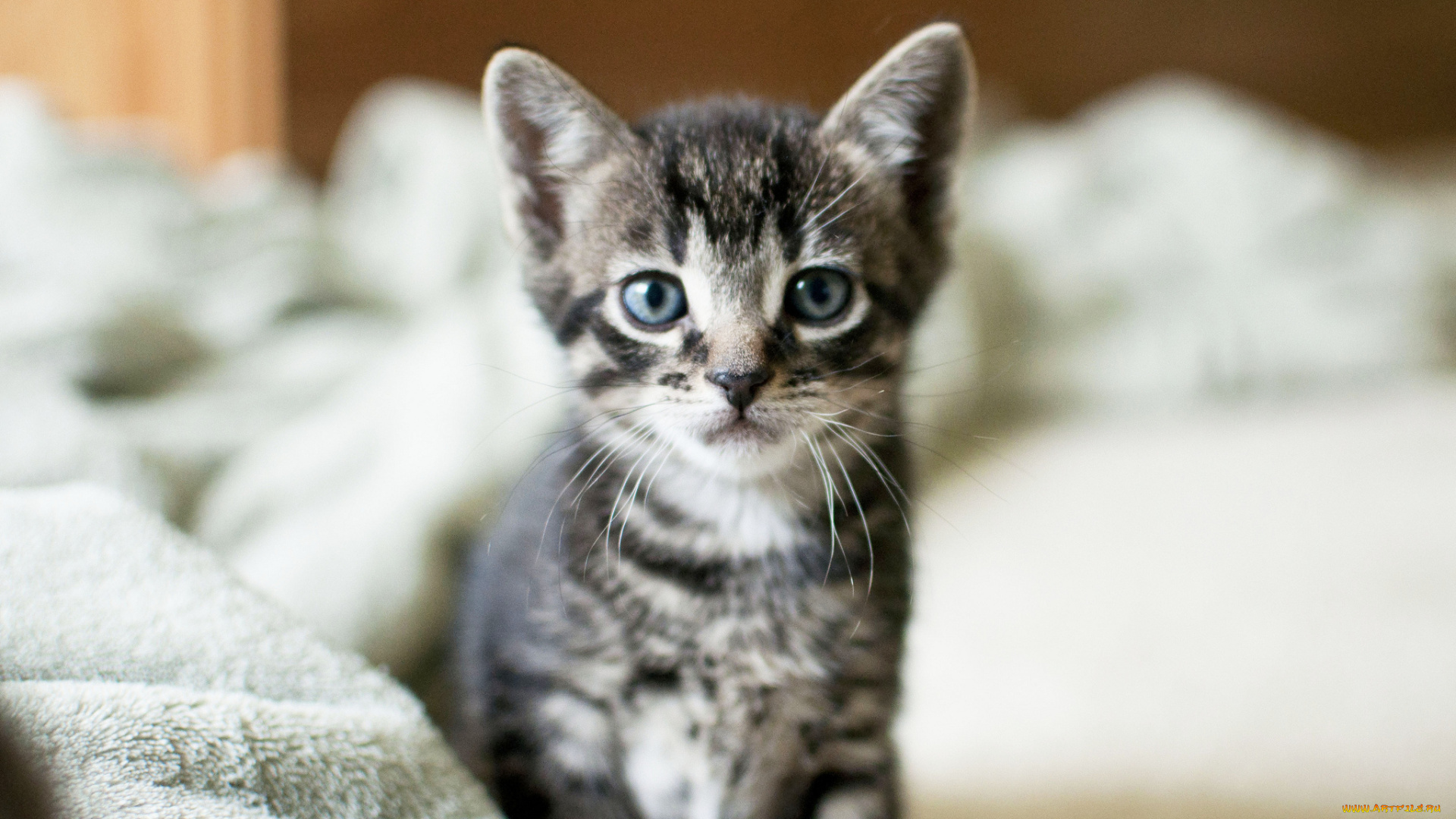животные, коты, серый, взгляд, котенок, cat