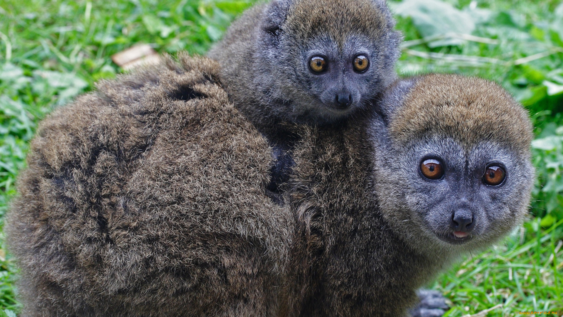 животные, лемуры, глаза, детеныш