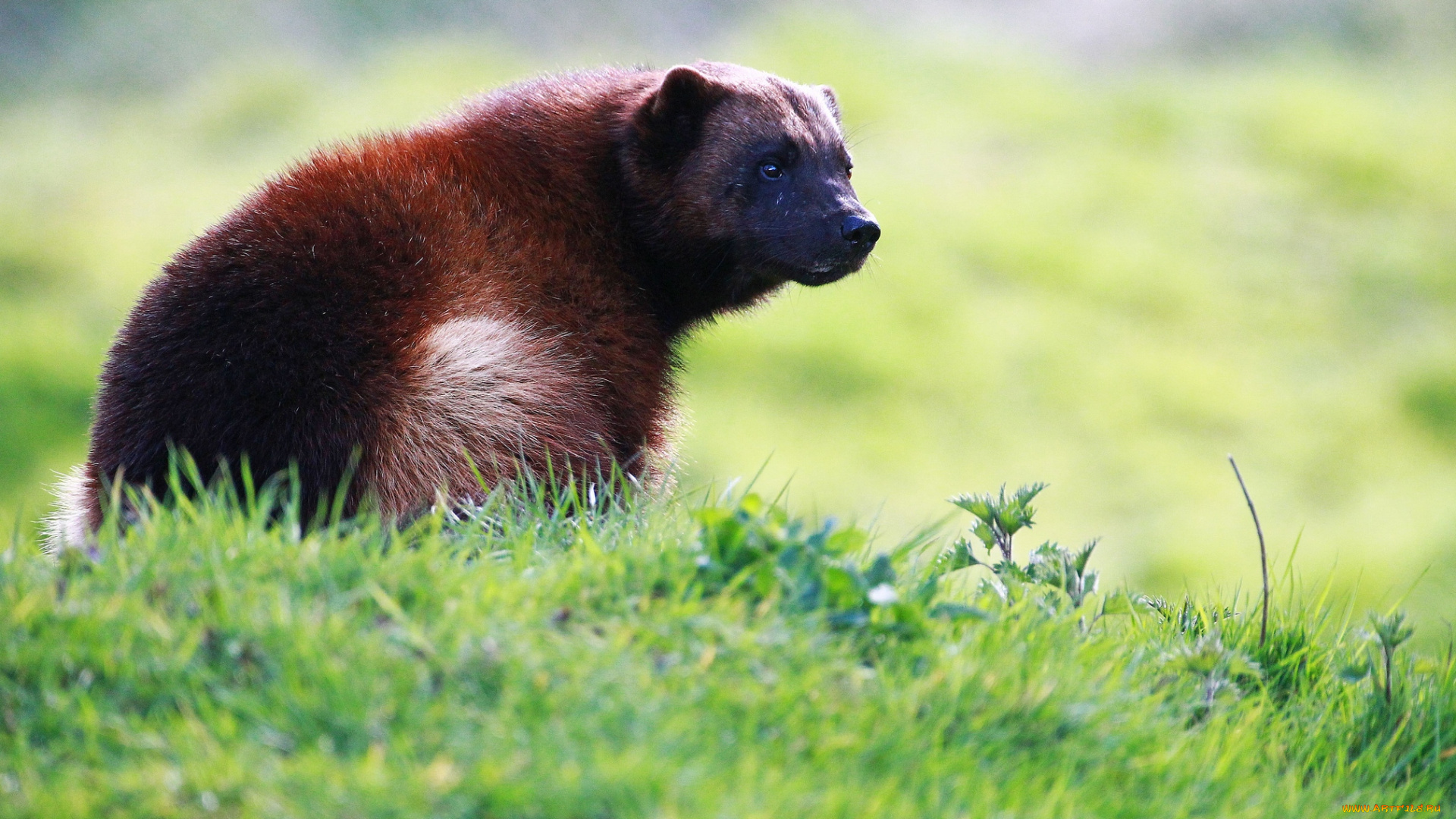 животные, росомахи, хищник