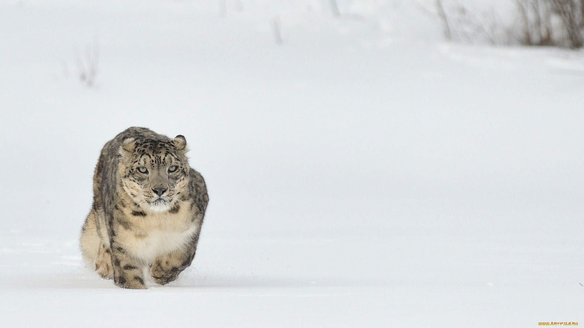 животные, снежный, барс, ирбис, снег, хищник