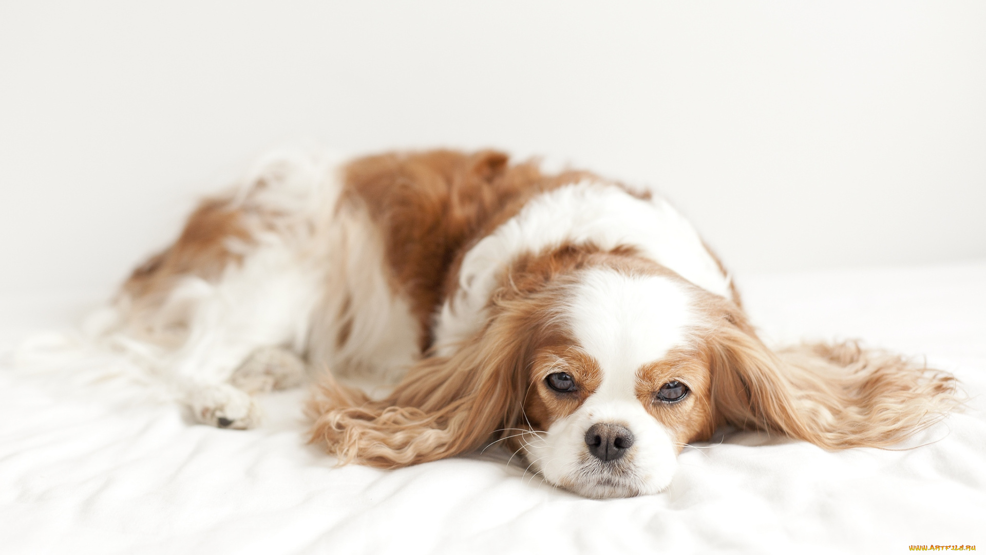 животные, собаки, спаниель, уши