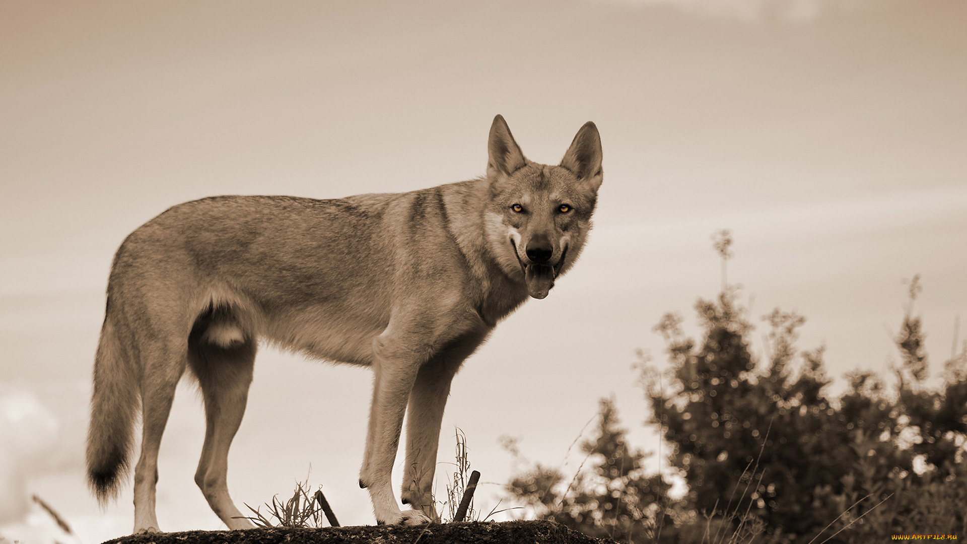 животные, волки, волк