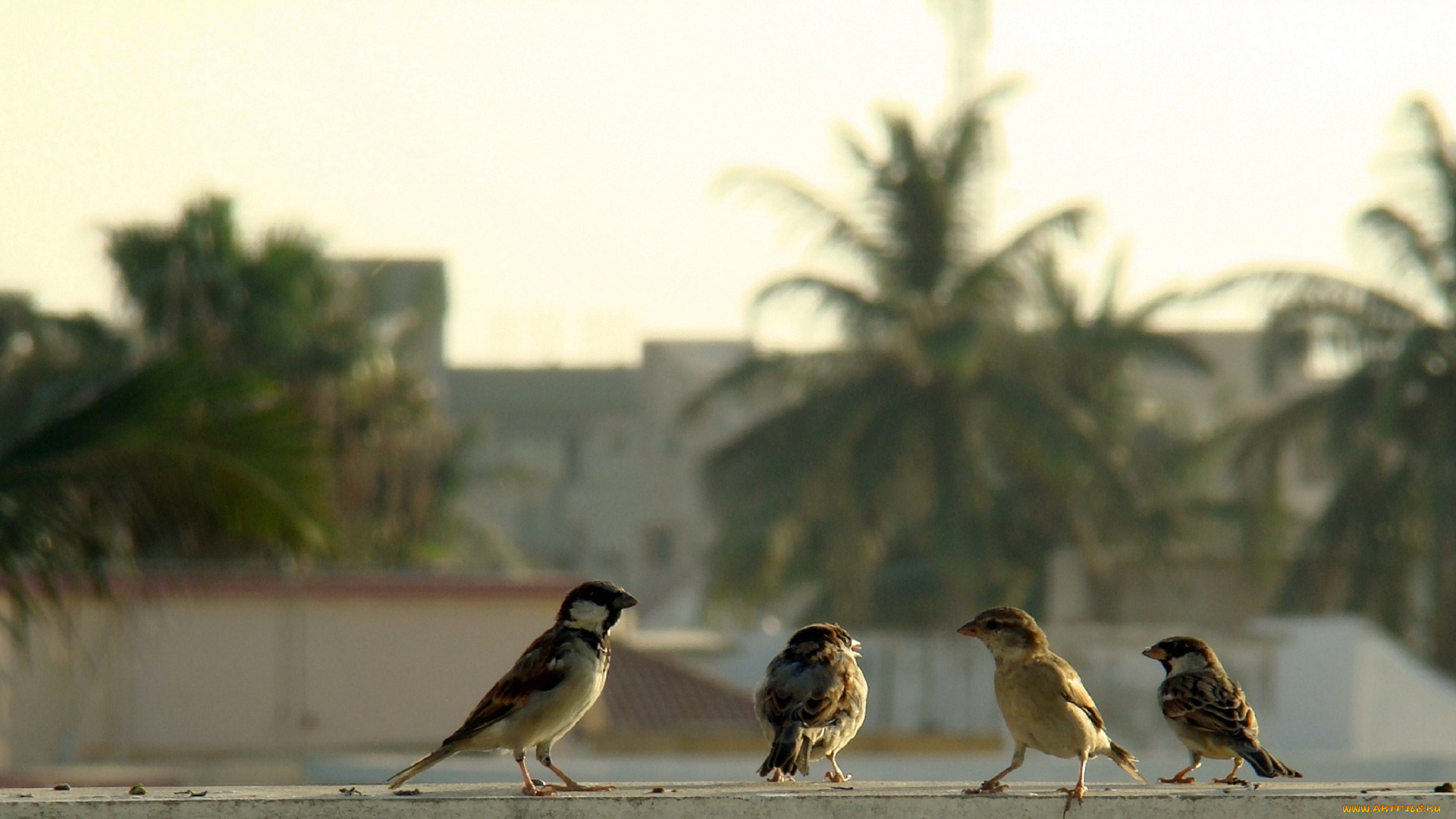 животные, воробьи