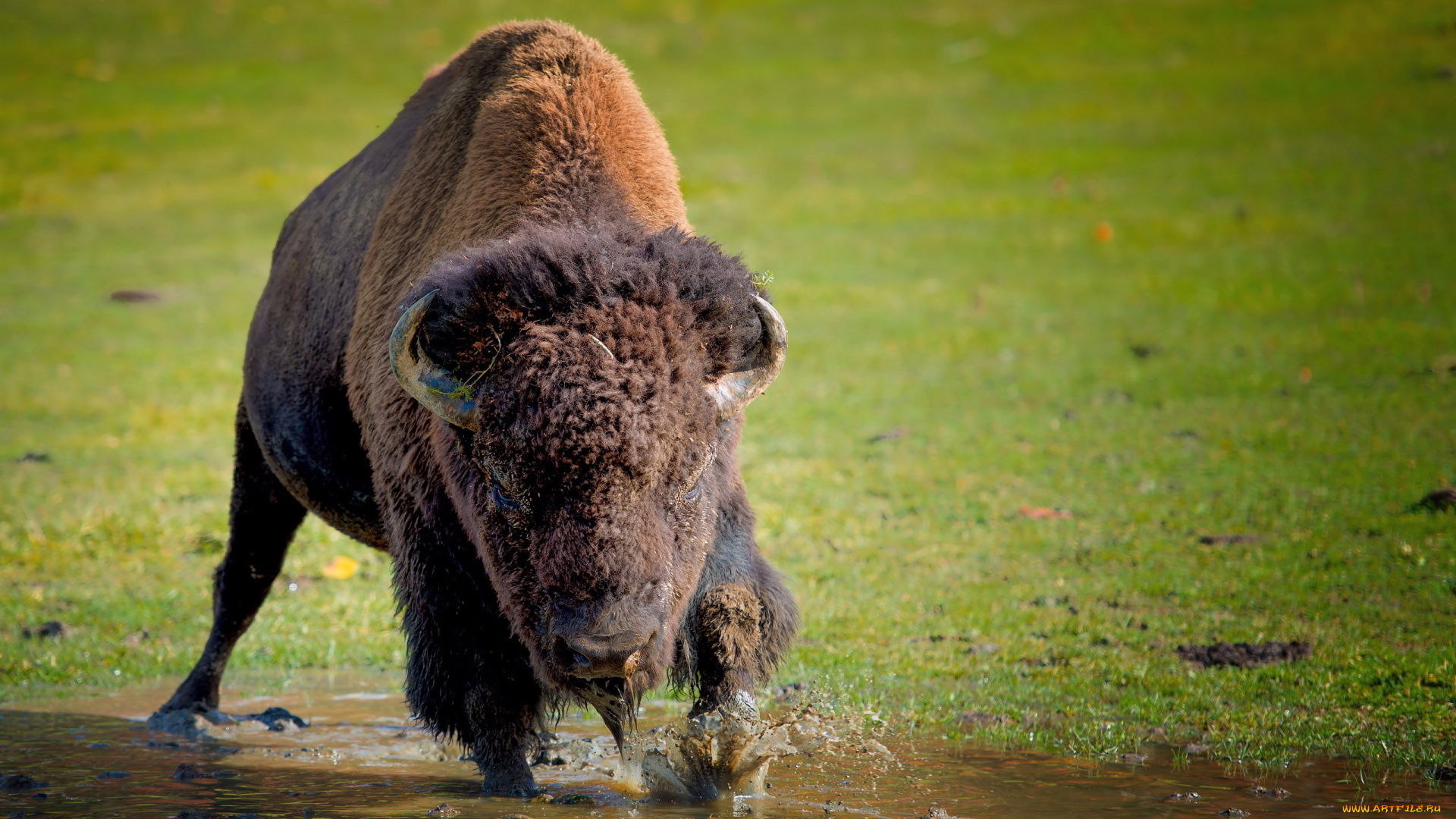 животные, зубры, бизоны, buffalo, природа, фон