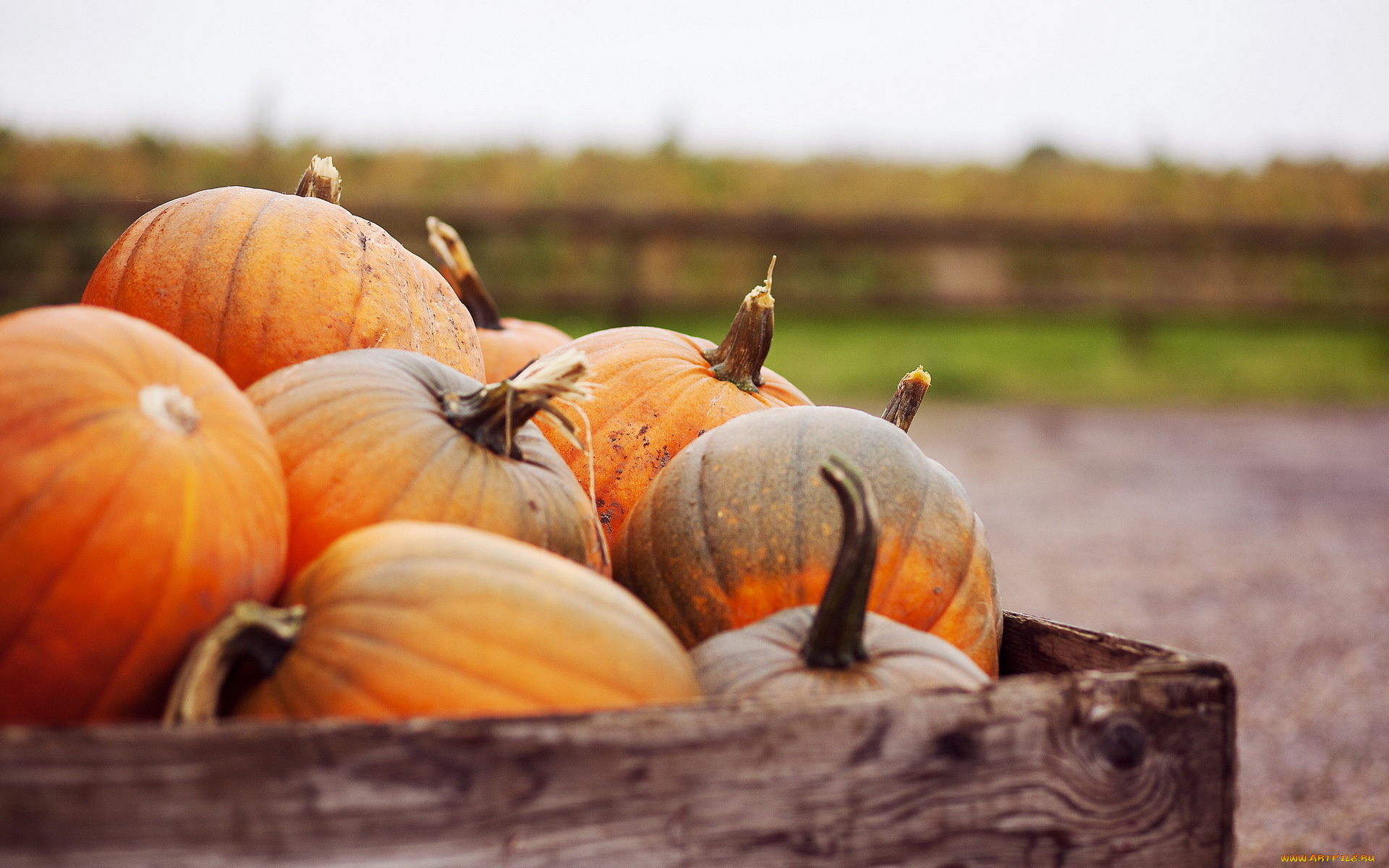 еда, тыква, тыквы