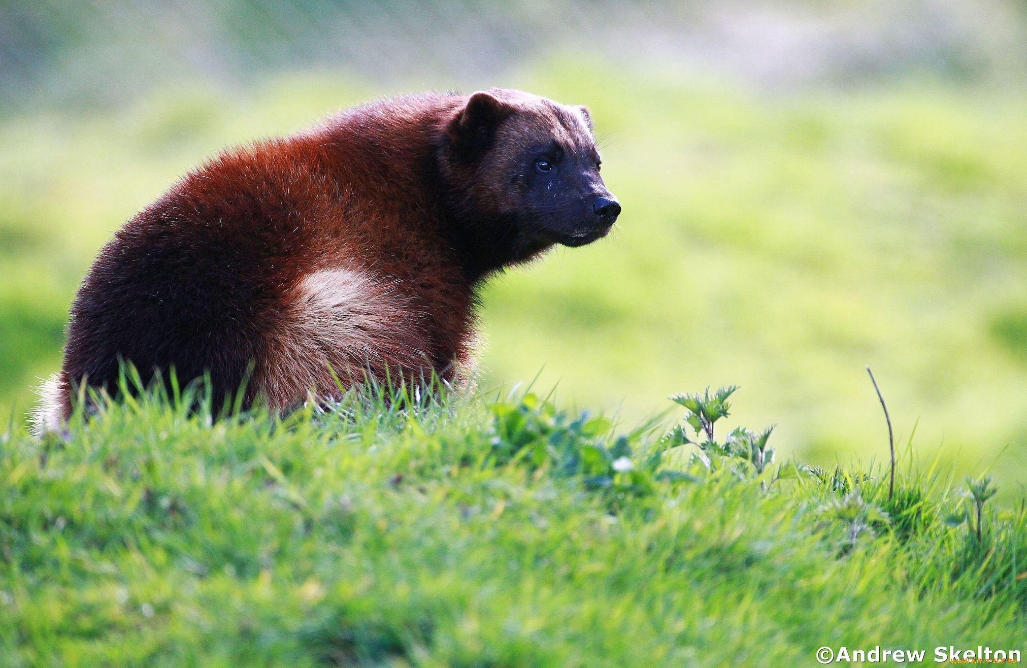 животные, росомахи, хищник