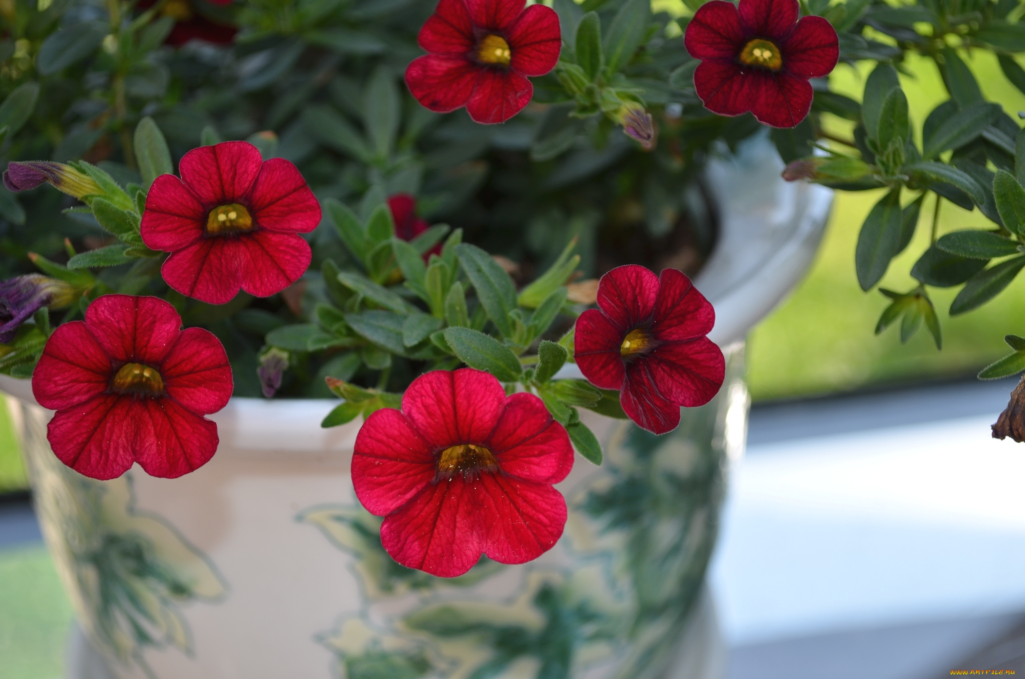 цветы, петунии, калибрахоа, красный