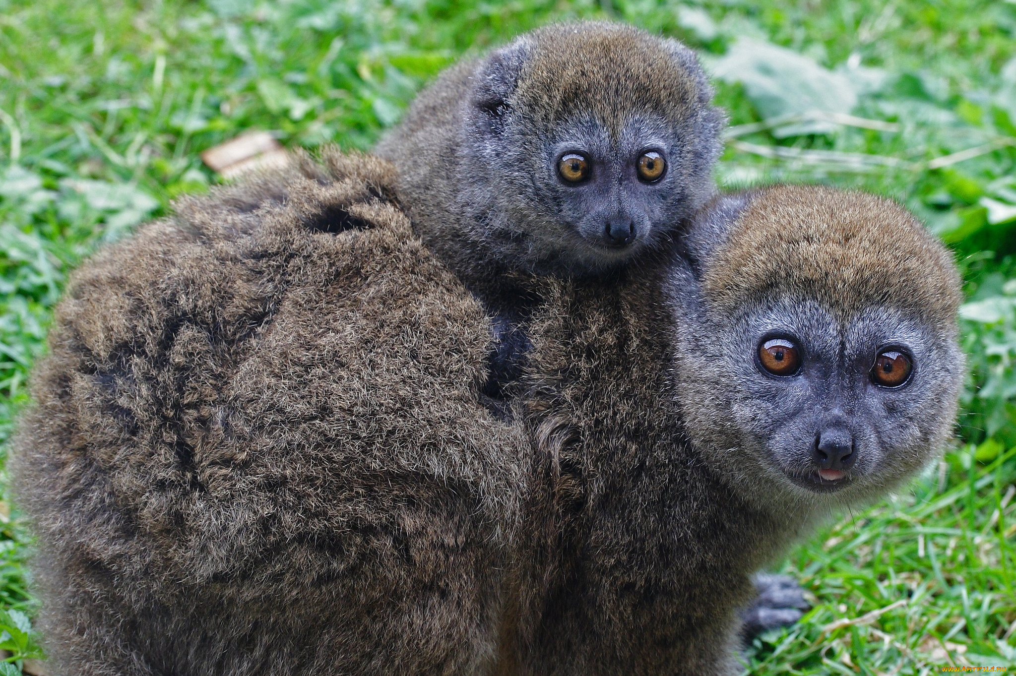 животные, лемуры, глаза, детеныш
