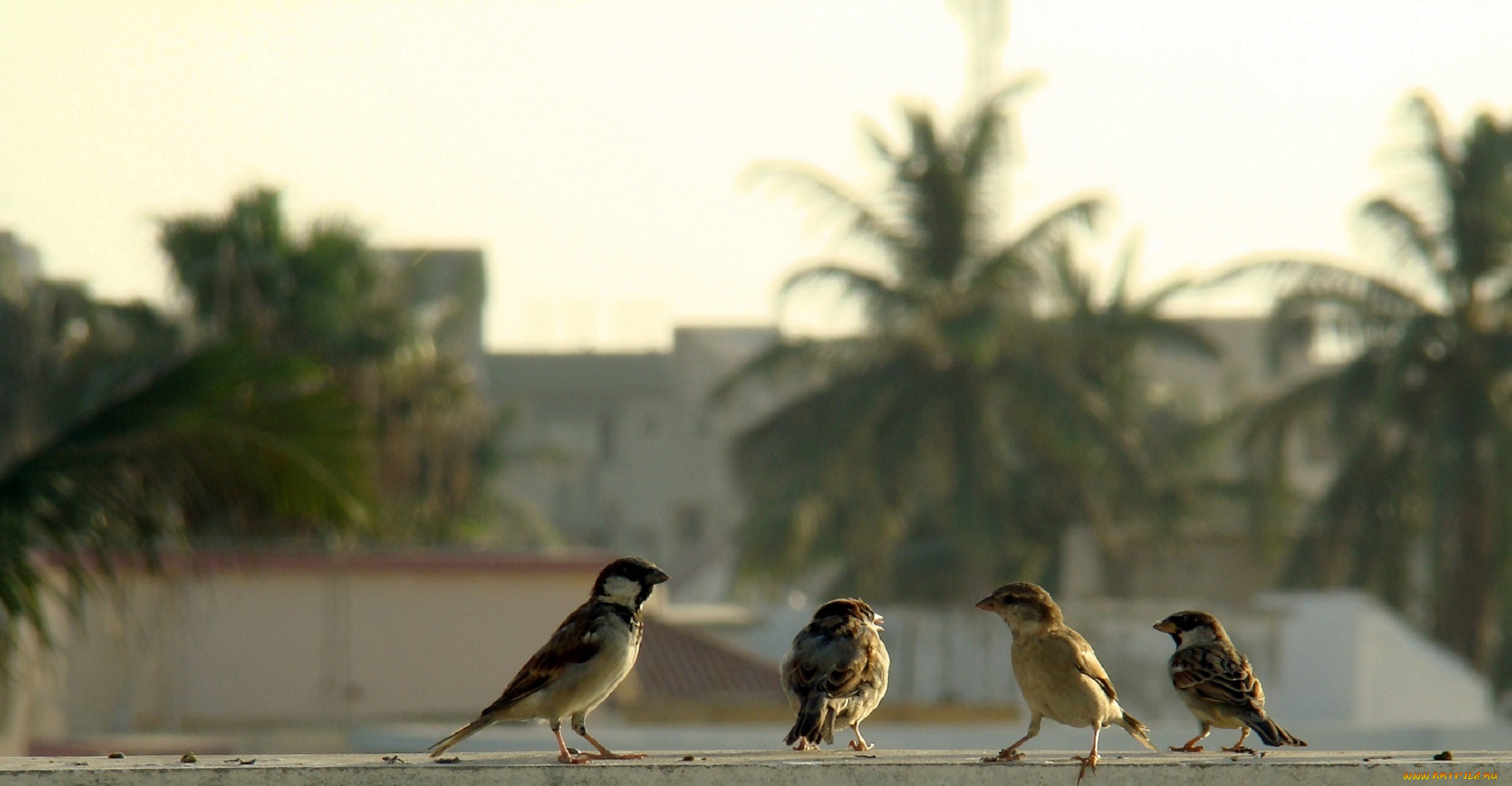 животные, воробьи