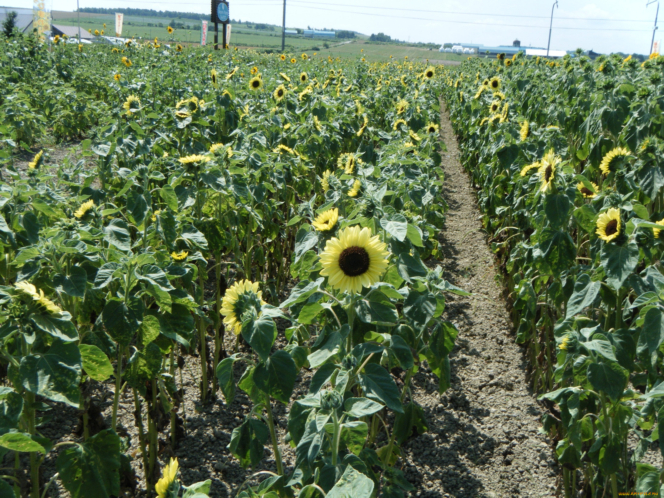 цветы, подсолнухи
