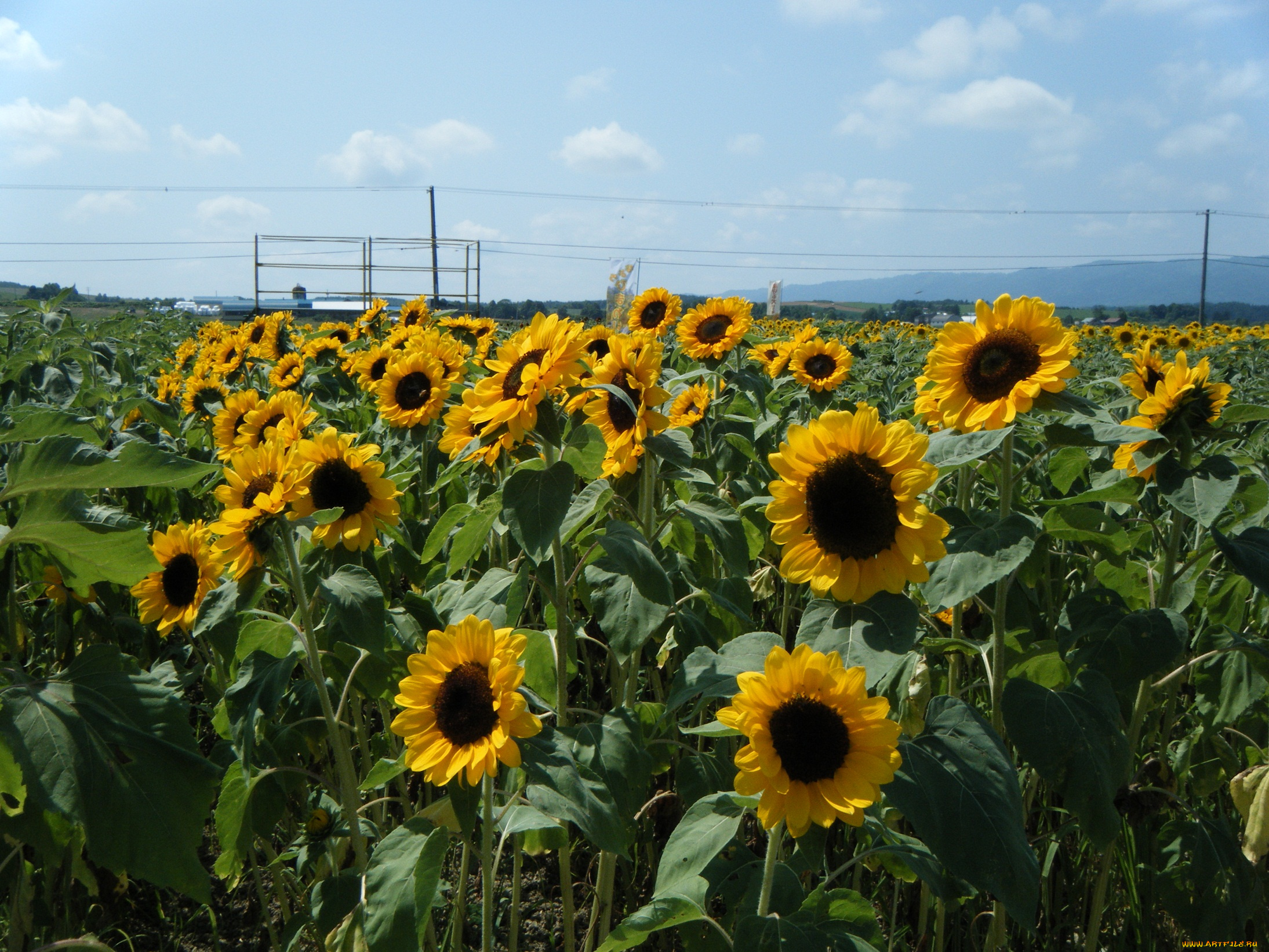 цветы, подсолнухи