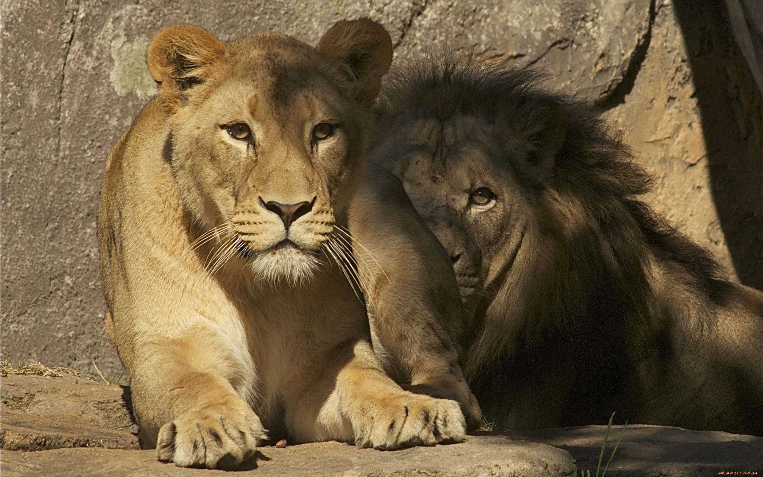 животные, львы, зоопарк, фон