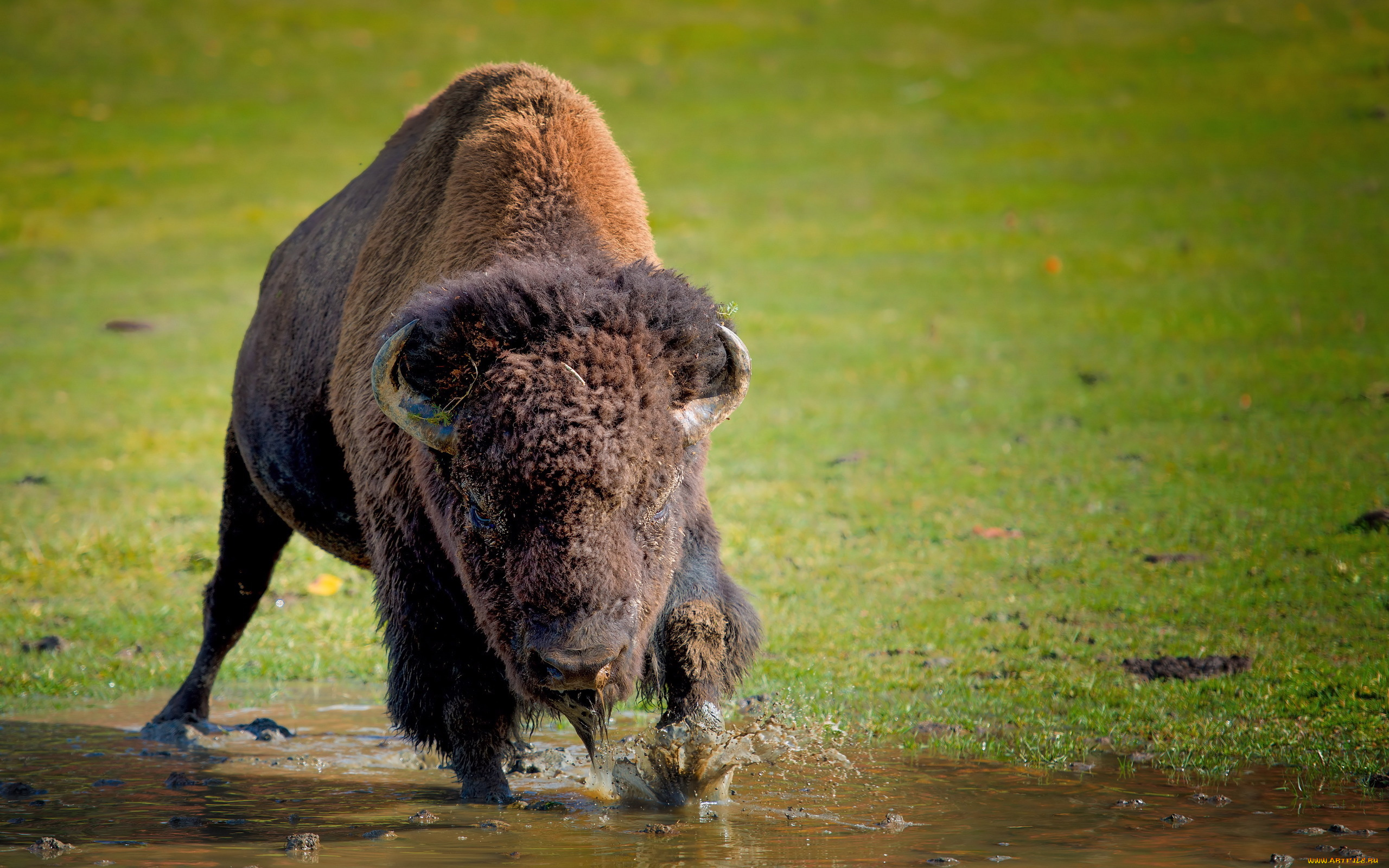 животные, зубры, бизоны, buffalo, природа, фон