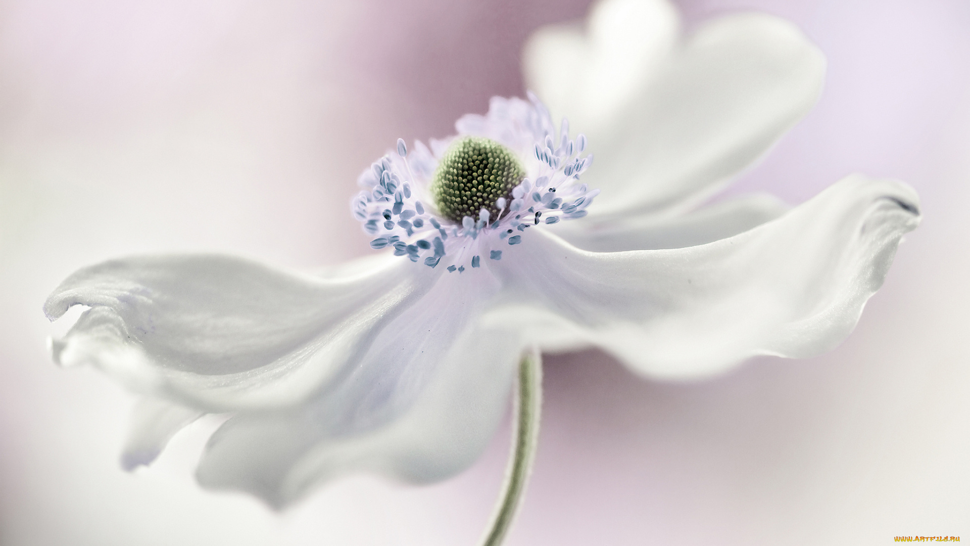 цветы, анемоны, , сон-трава, белый, анемона, цветок