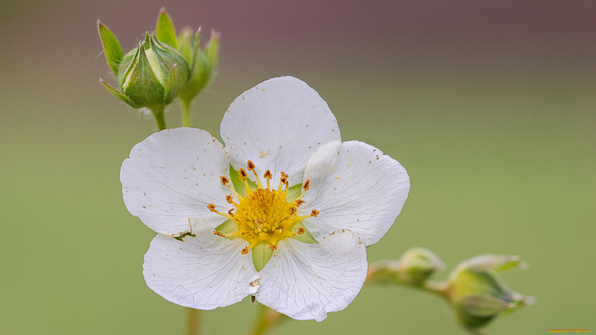 цветы, цветущие, овощи, , ягоды, клубника, цветок, макро, цветущая
