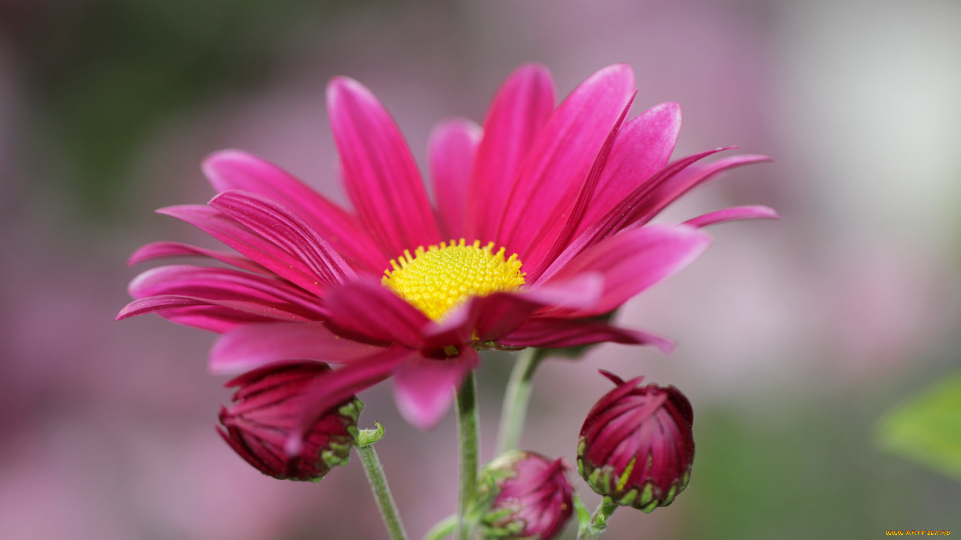 цветы, хризантемы