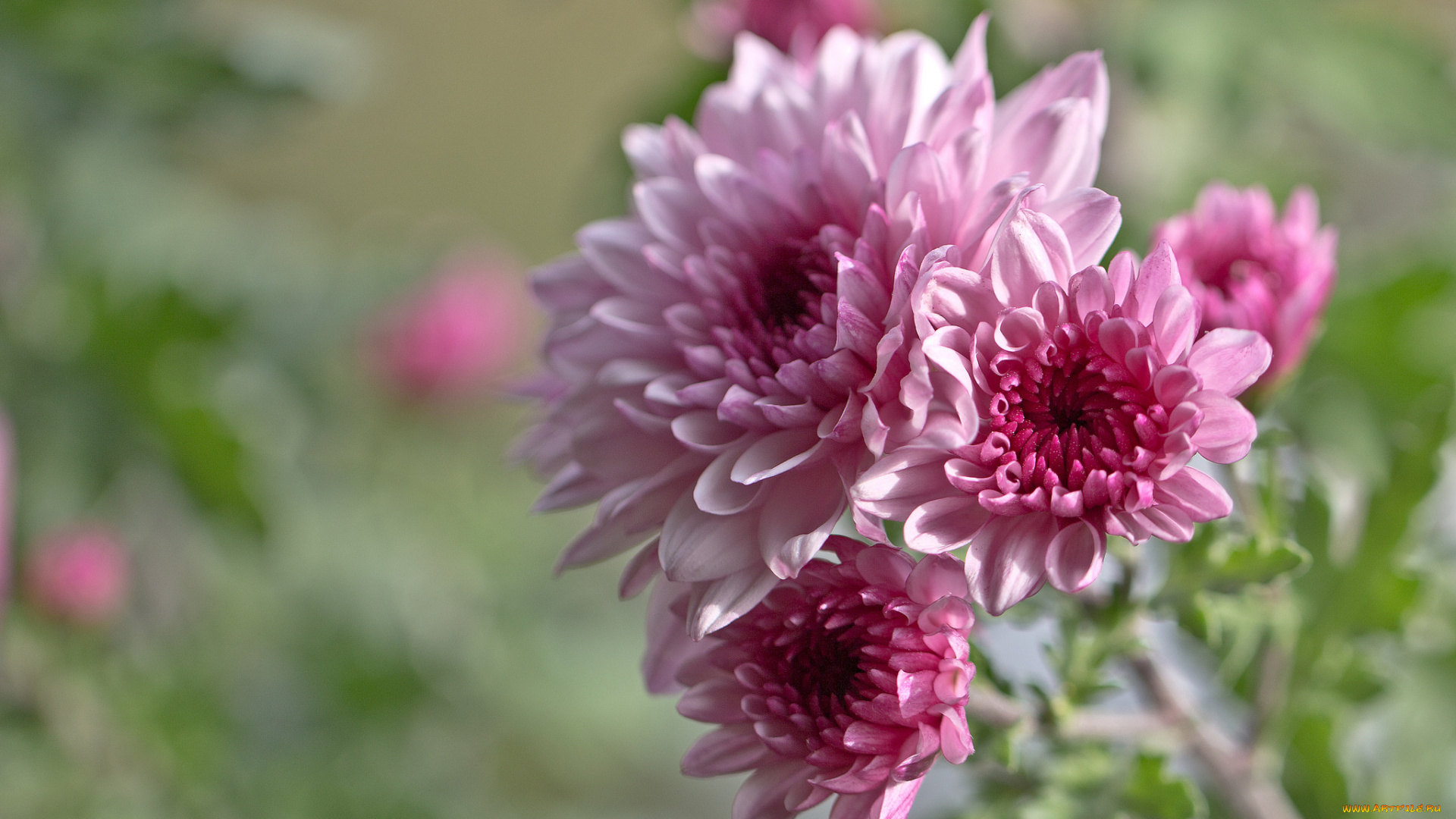 цветы, хризантемы, лепестки, много, хризантема