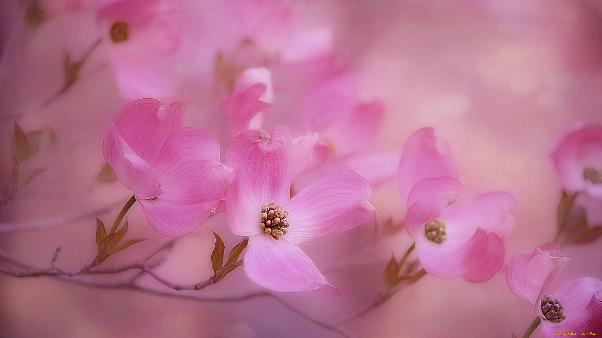 цветы, кизил, кустарник, цветки, лепестки, цветение, цветущий