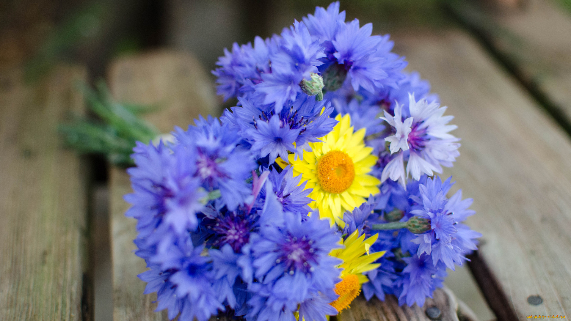 цветы, разные, вместе, букет, нежность, васильки