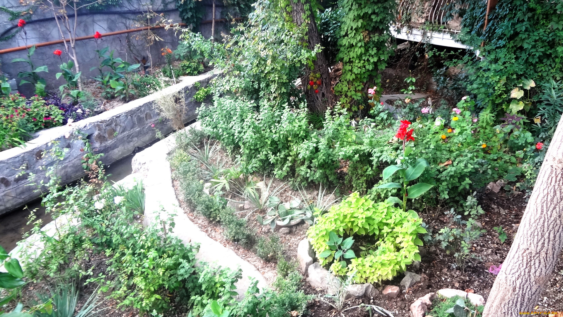 цветы, разные, вместе, сад, балкон, деревья, розы, канны