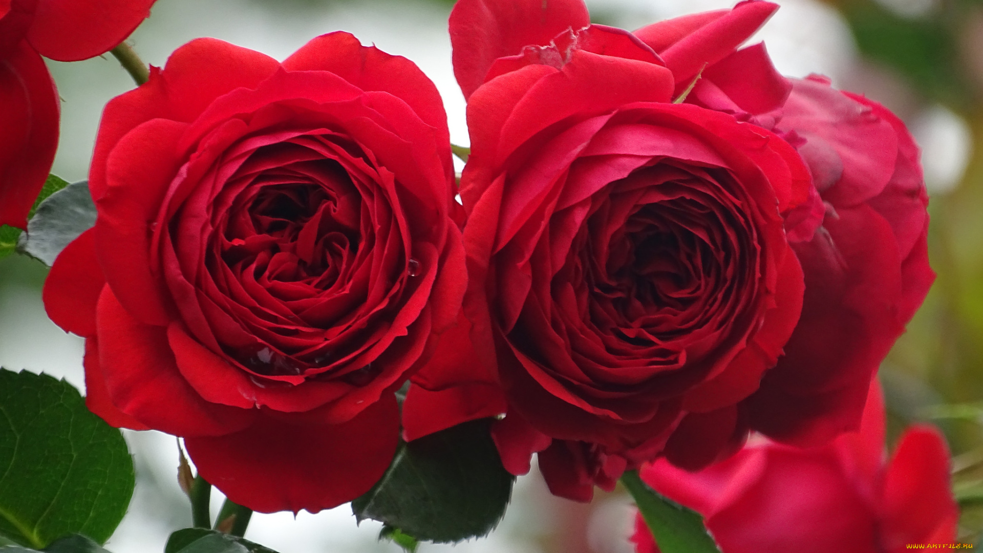 цветы, розы, blossoms, цветение, роза, листья, лепестки, бутон, leaves, petals, rose, bud