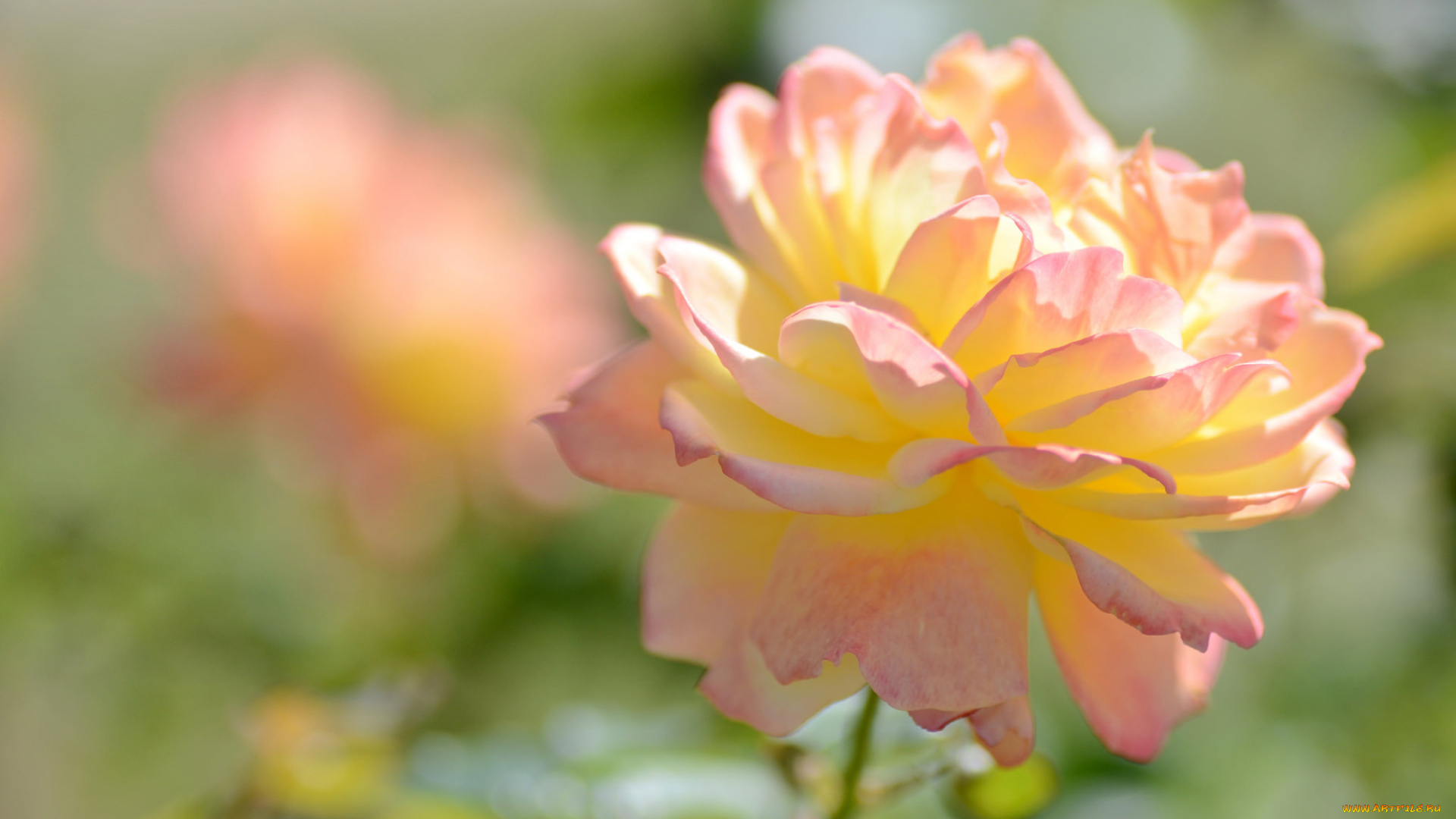 цветы, розы, blossoms, leaves, petals, лепестки, бутон, роза, bud, rose, цветение, листья