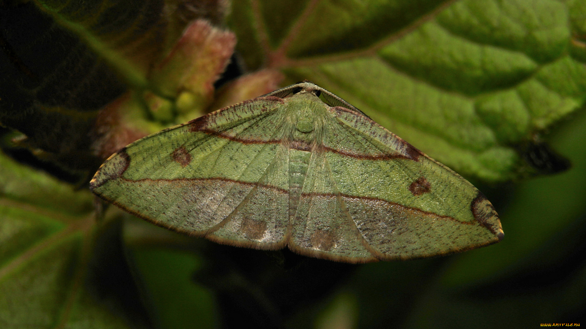 животные, бабочки, itchydogimages, бабочка, моль, макро