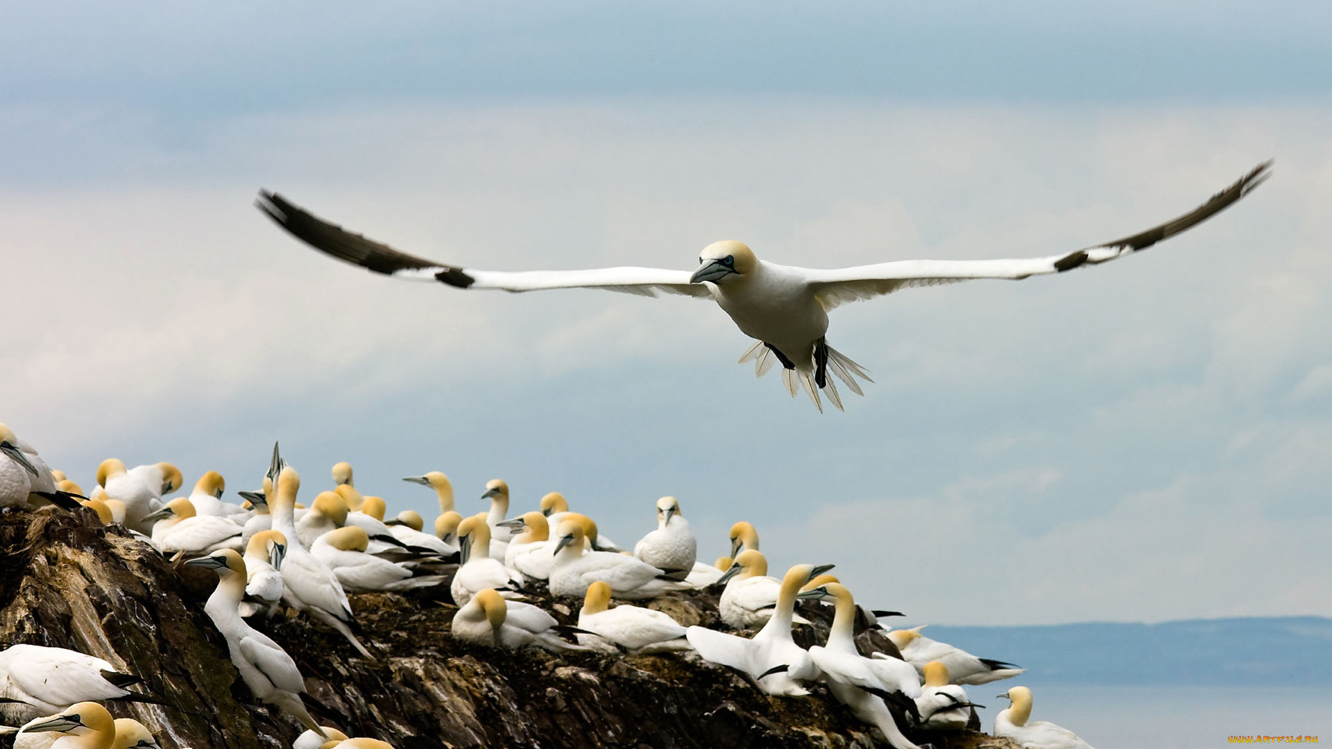 животные, Чайки, , бакланы, , крачки, полёт, птицы, море, стая