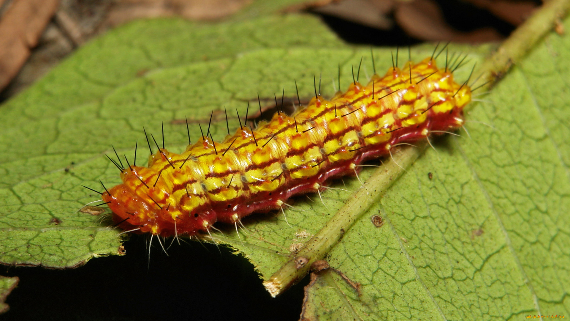 животные, гусеницы, гусеница, листья, веточка, макро, itchydogimages