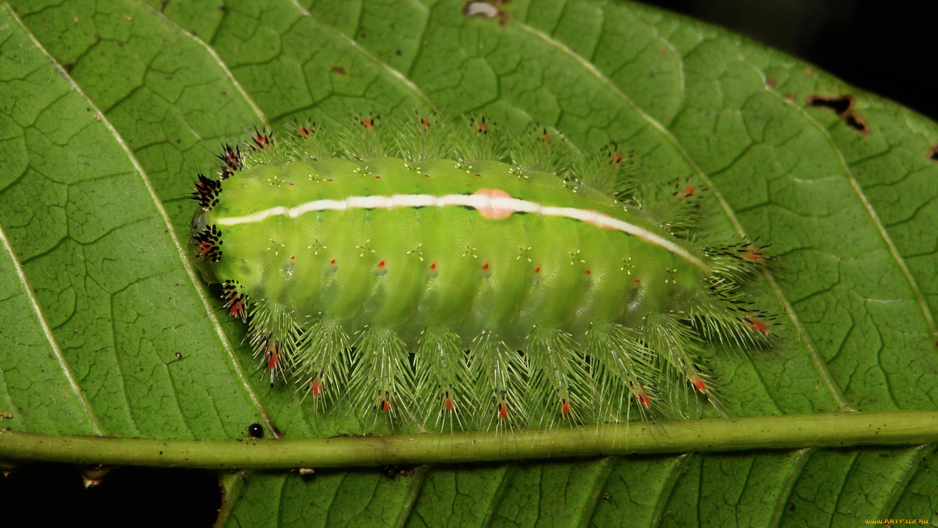 животные, гусеницы, лист, гусеница, itchydogimages, макро